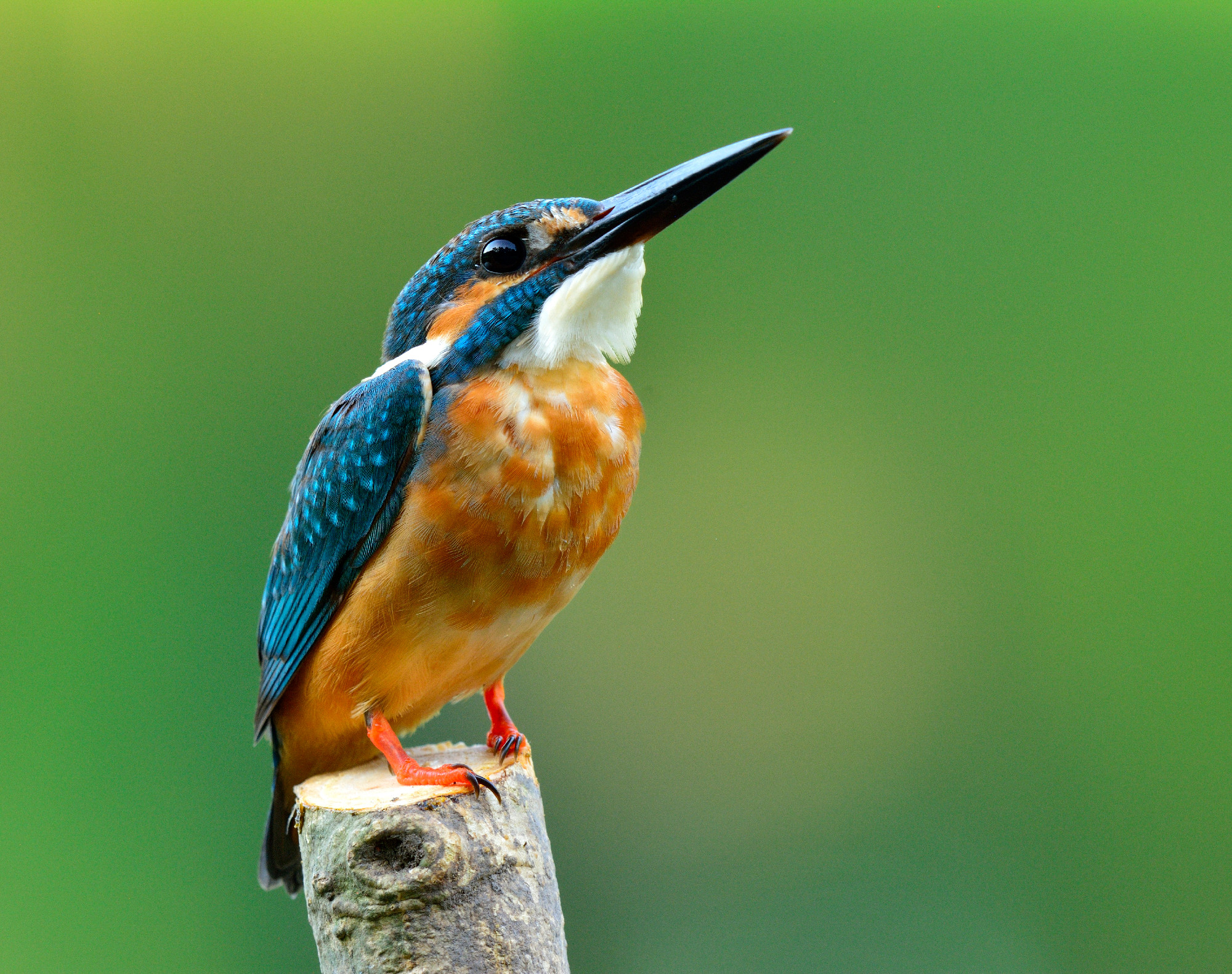 Common Kingfisher (Alcedo atthis) beautiful blue bird standing