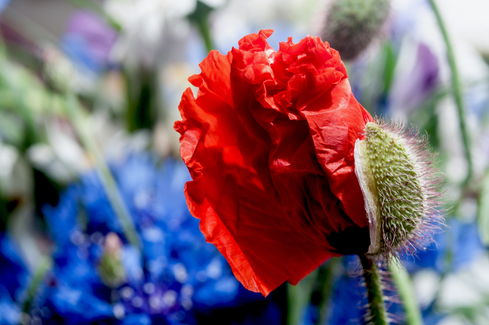 closeup of new poppy in wild flowers bouquet