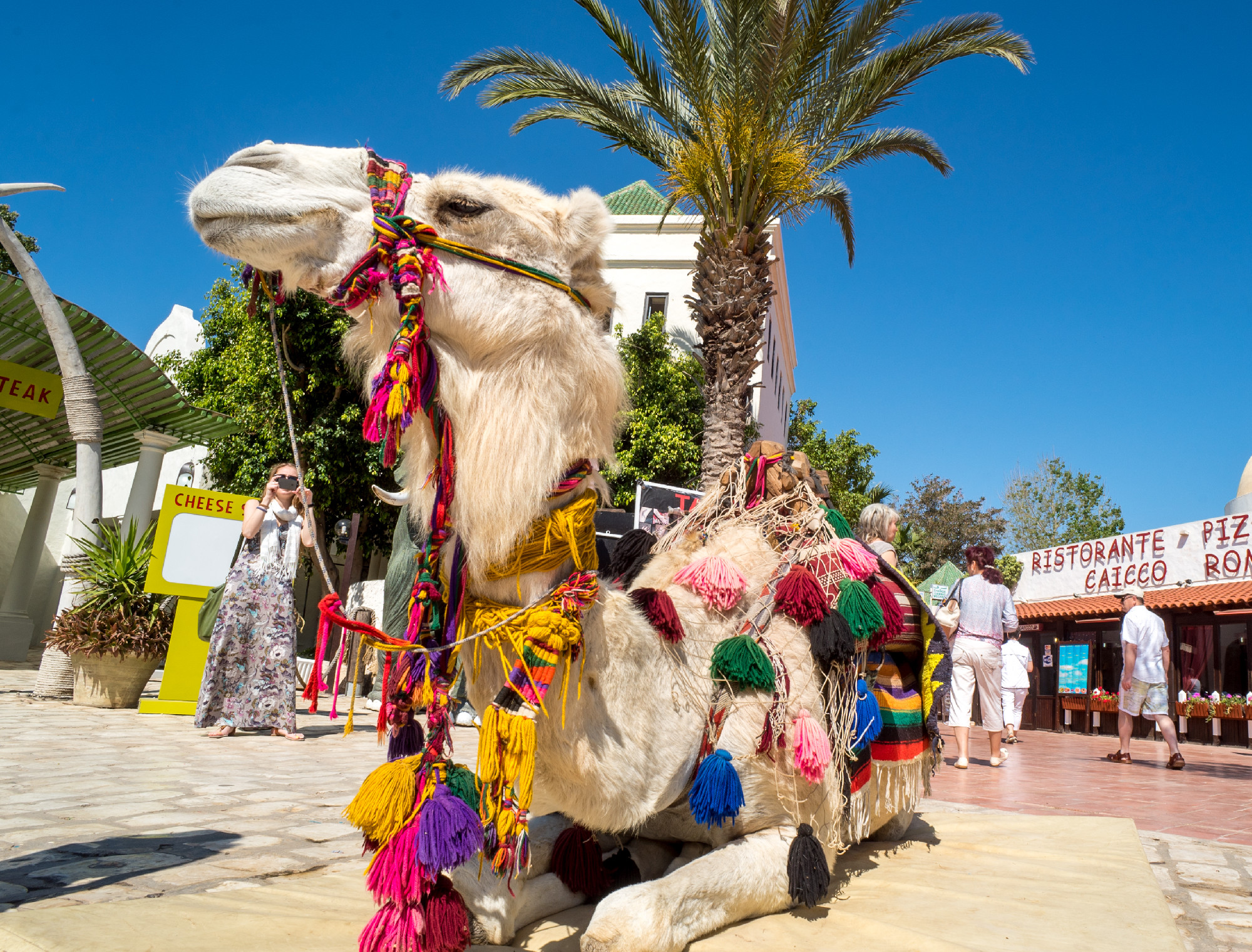 Camel for tourist ride in Hammamet Tunisia