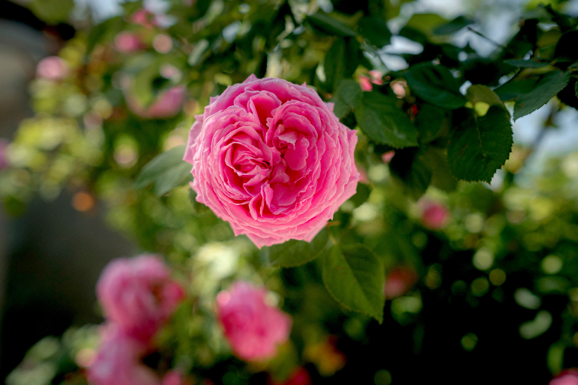 Field of roses in sunny summer day