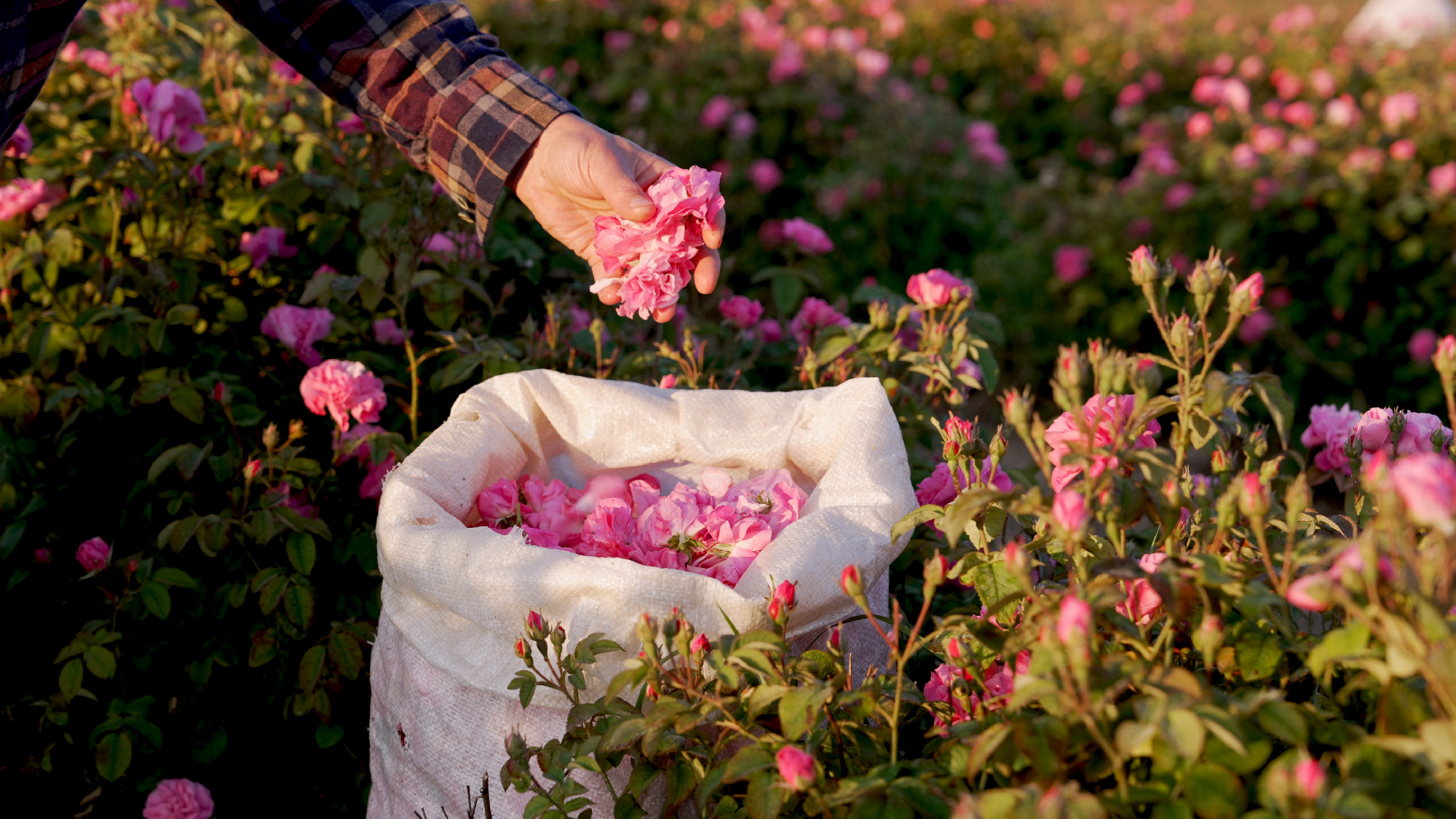 The Damask Rose Harvest. A bag with pink rosebuds and petals