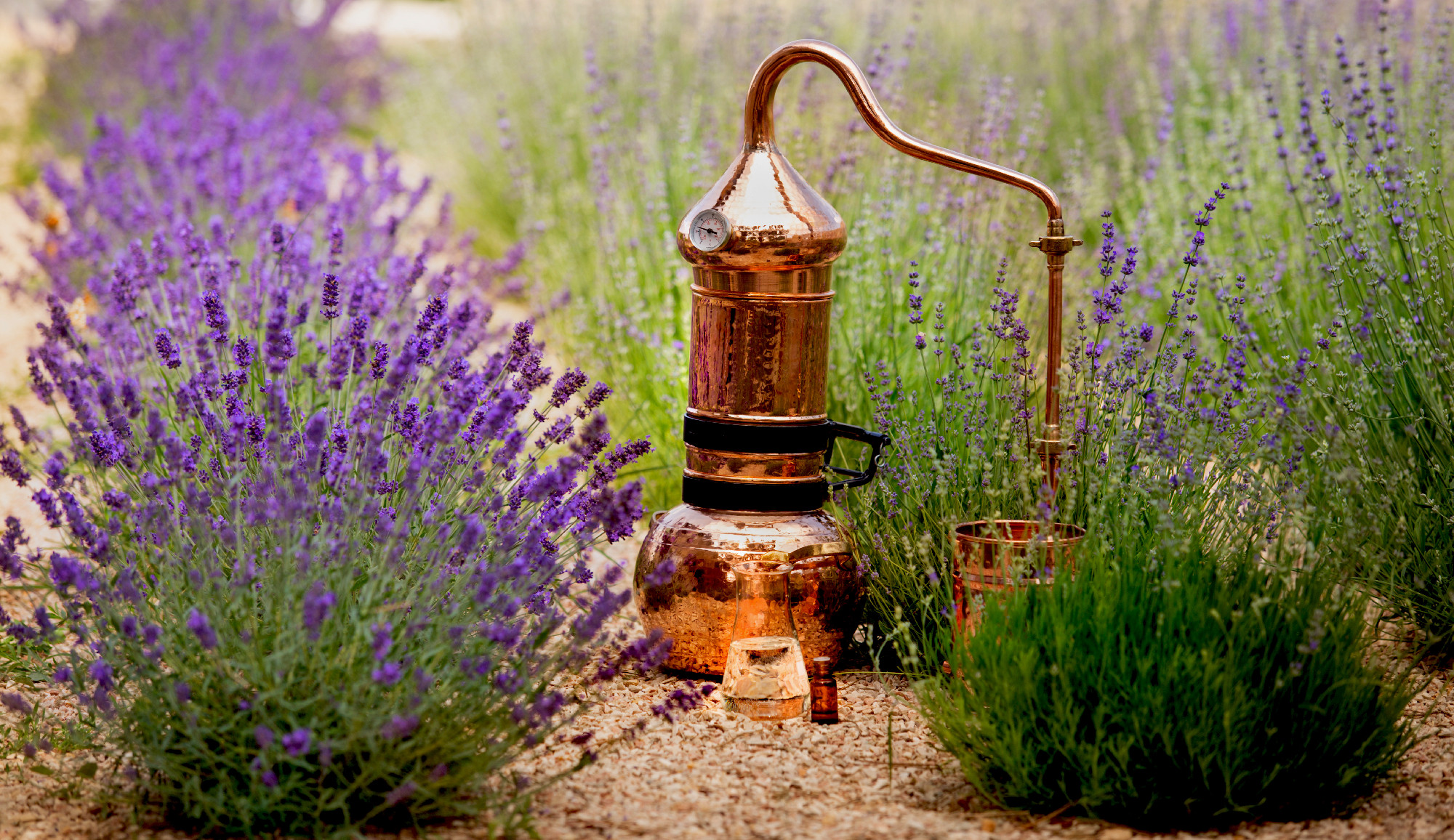 Distilling apparatus alembic with esential oil.