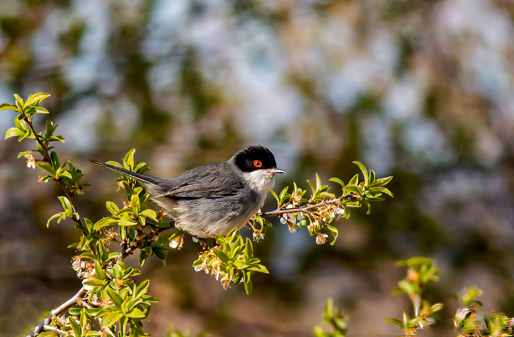 Sardinian Warbler (Sylvia melanocephala) perched on a branch