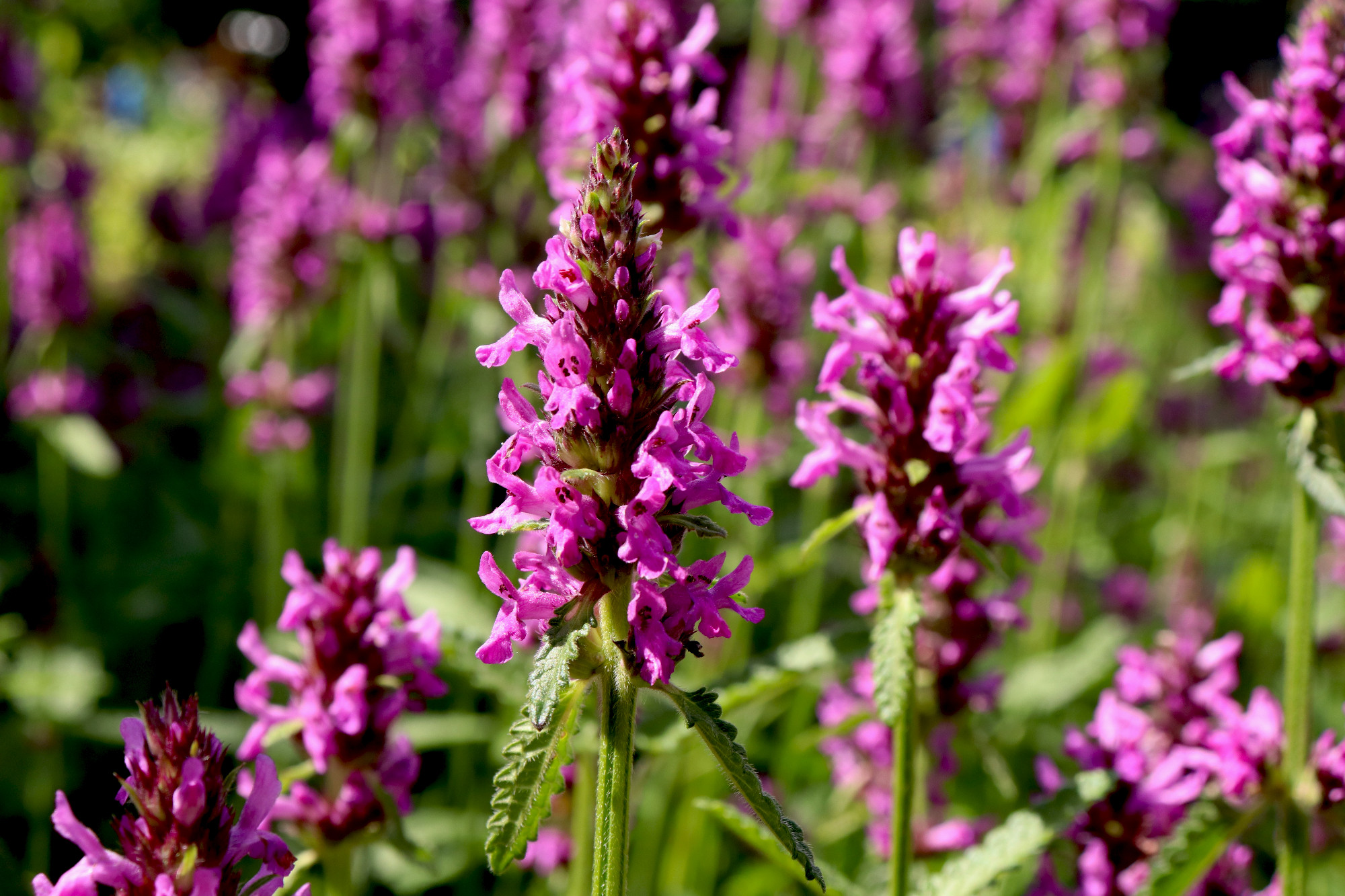 Blooming Betonica officinalis. Medicinal plants, herbs in the ga