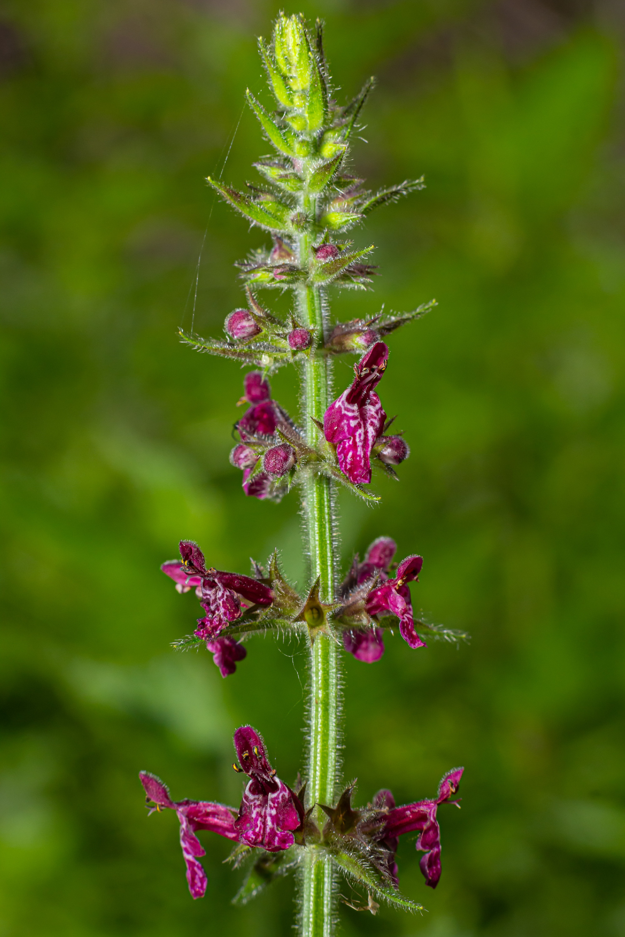 Blooming wild flower called Hedge Woundwort, Whitespot Stachys sylvatica