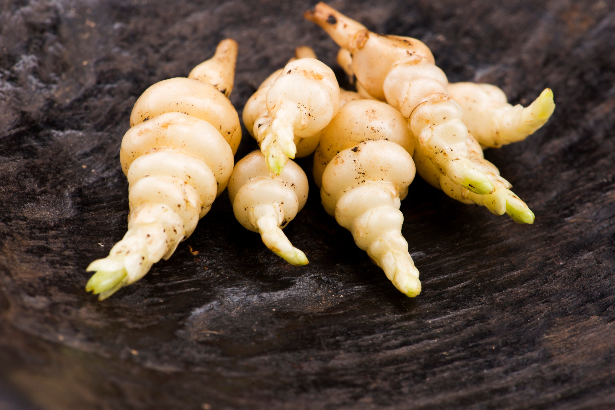 Japanese crosne Stachys affinis tubers rhizome root vegetable cl