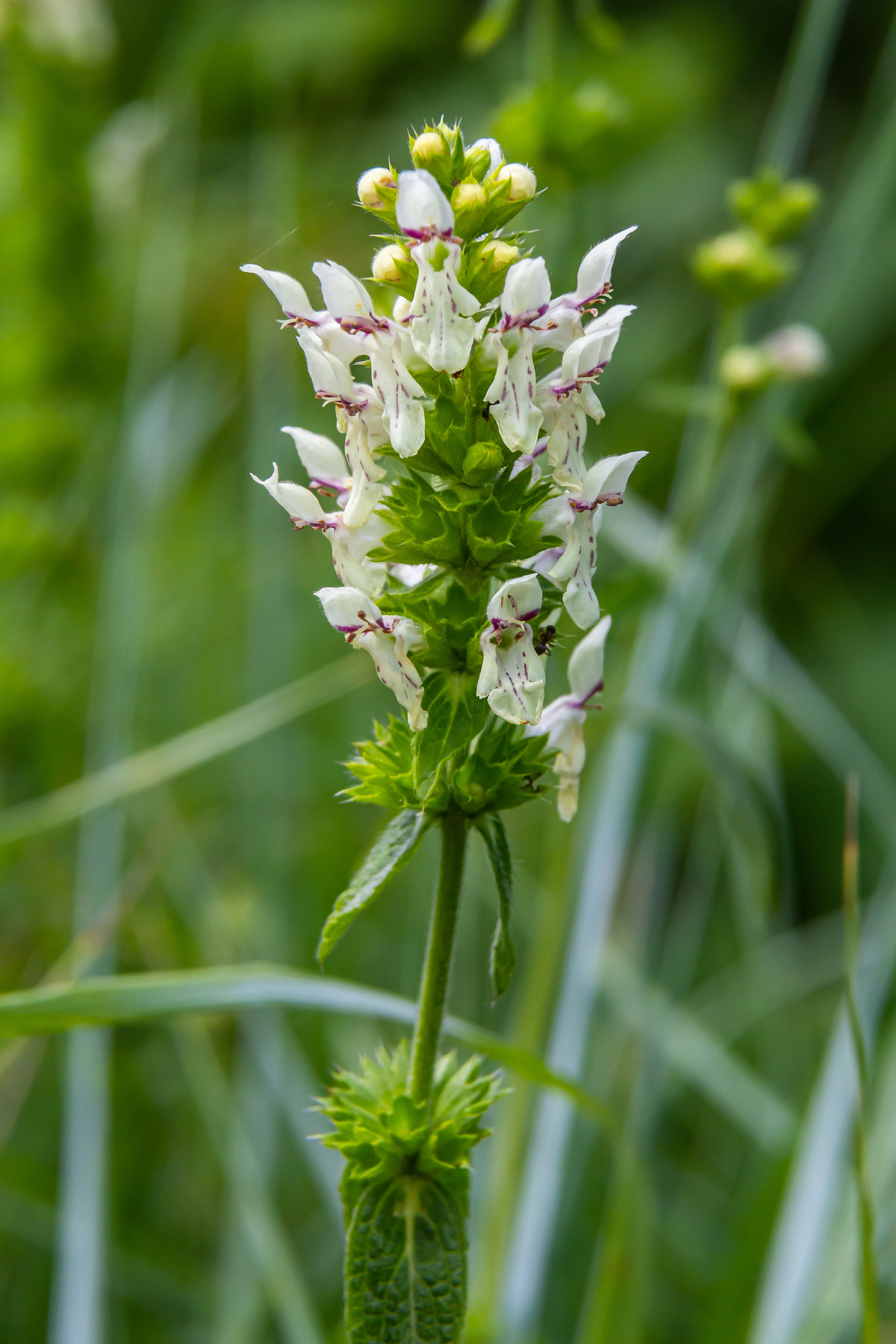 Flower stalk of the woundwort Stachys sp. in May
