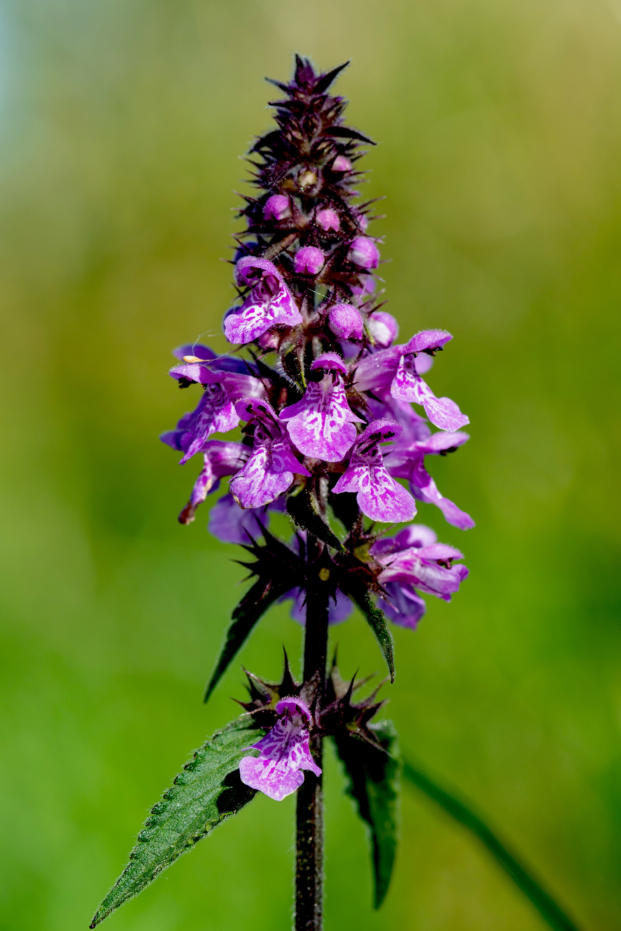Marsh hedgenettle (stachys palustris) flower