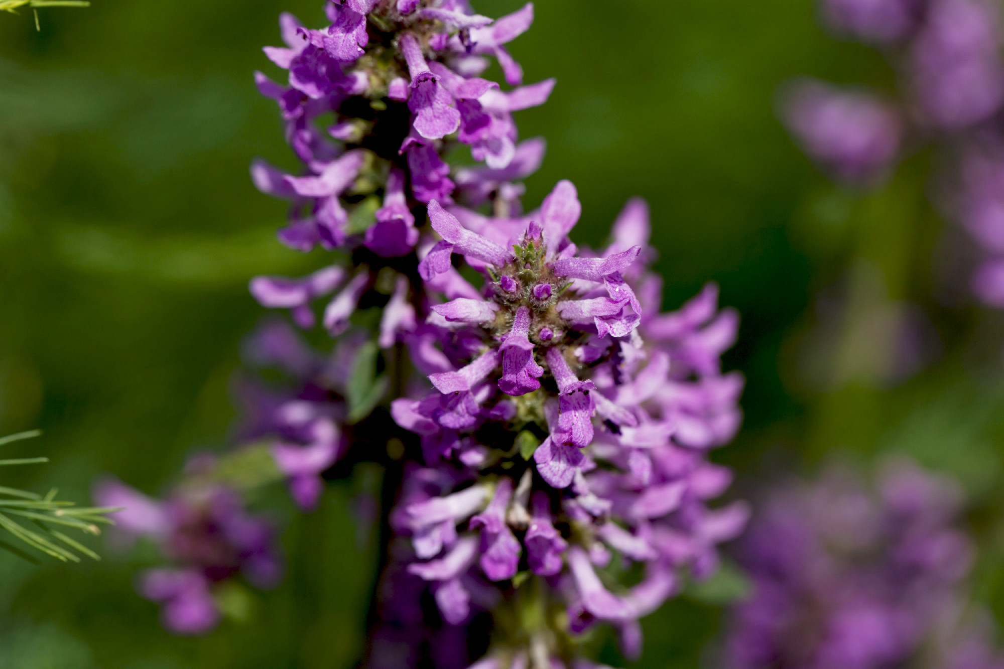 Chinese artichoke (Stachys affinis)