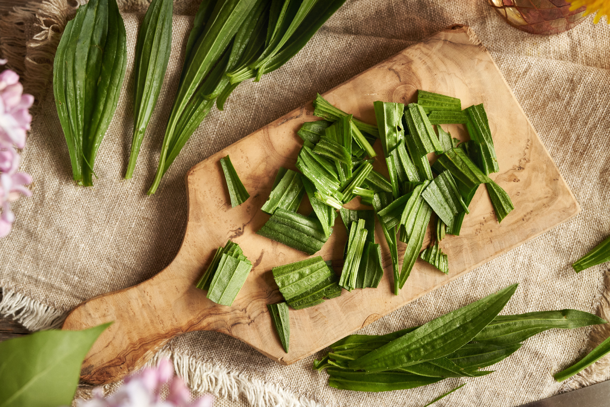 Cutting up fresh ibwort plantain leaves - ingredient for homemad