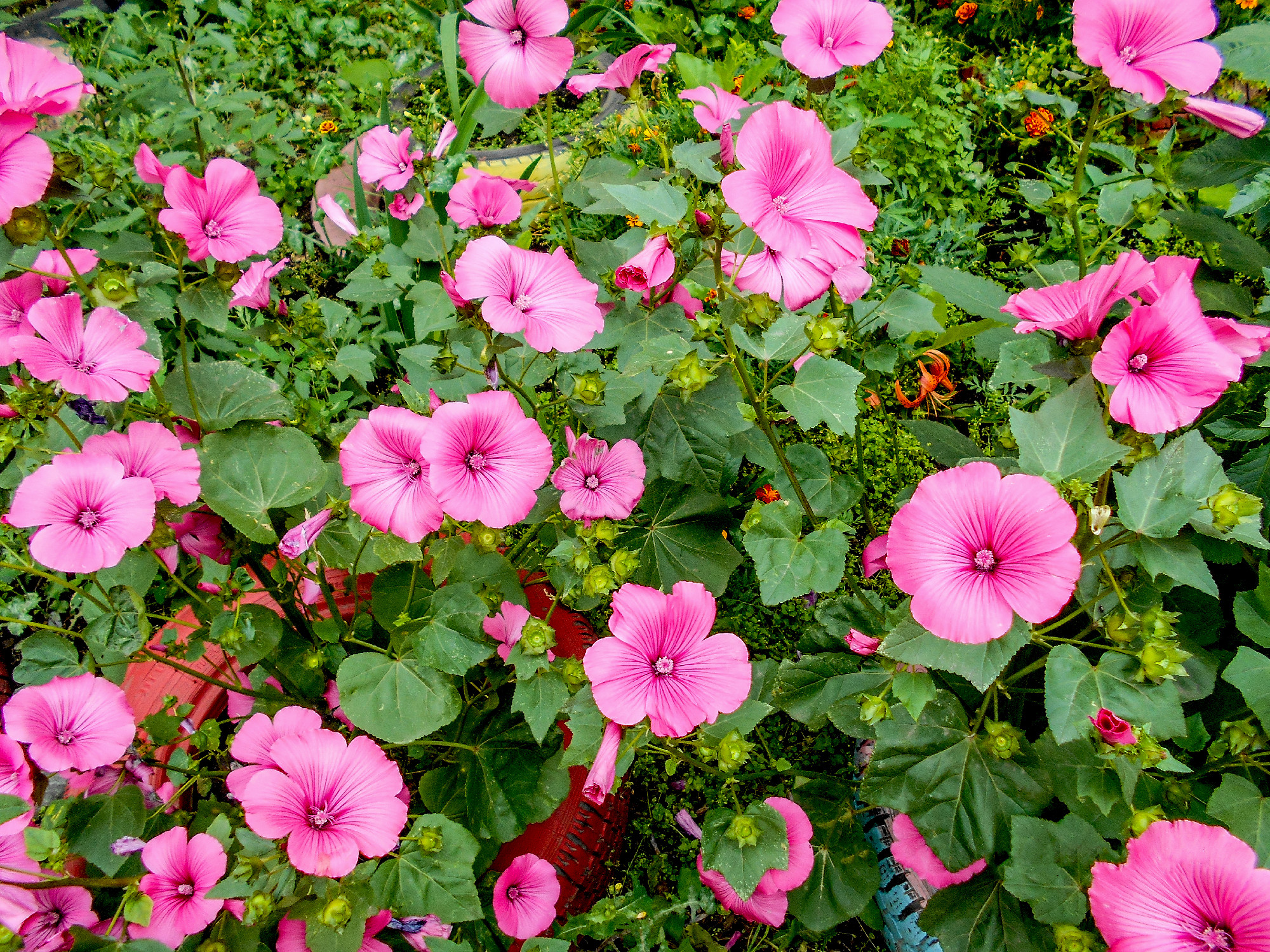 Lavatera. Lavatera trimestris. Delicate flowers. Pink flowers. B