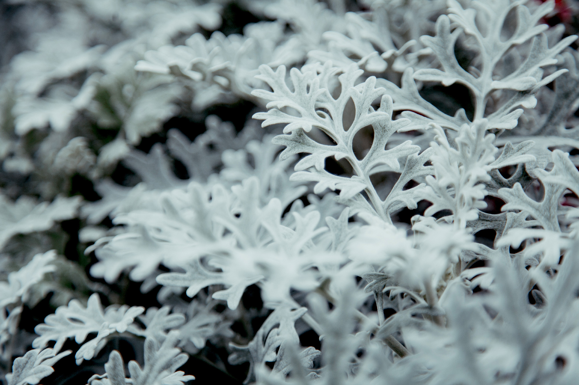 Artemisia absinthium white grass. decorative grand wormwood. nob