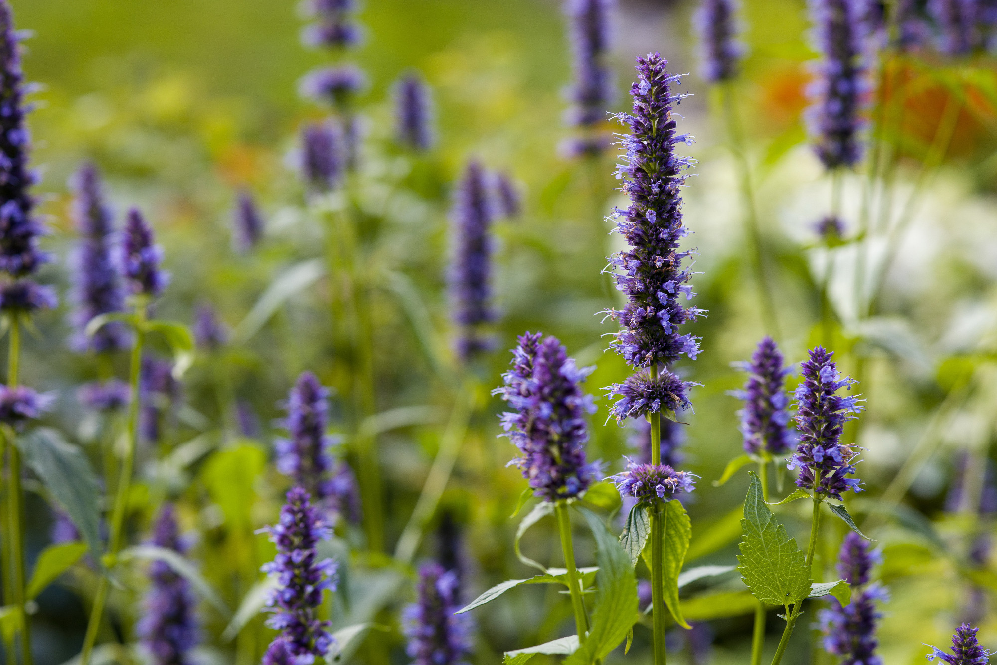 Close-up of vibrant purple Agastache Hyssop flowers. Detailed view of their unique flower spikes.