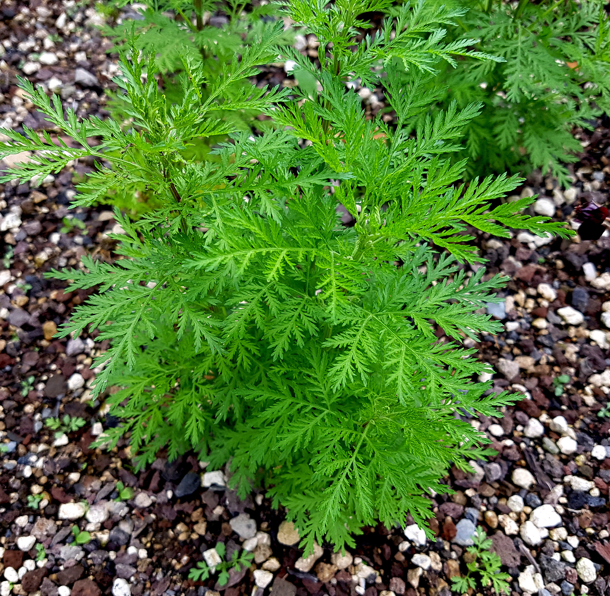 Suesser Beifuss; Artemisia annua; Duftpflanze