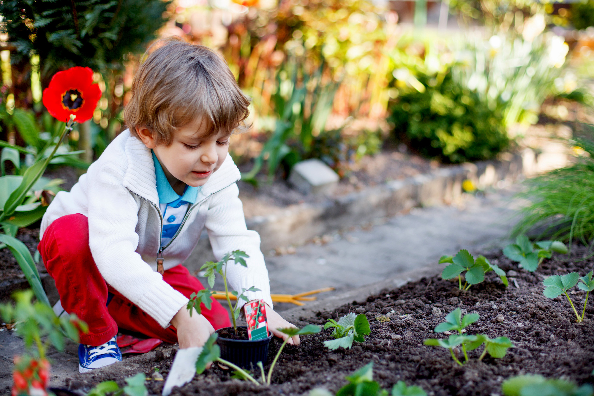 Adorable blond boy planting seeds and seedlings of tomatoes