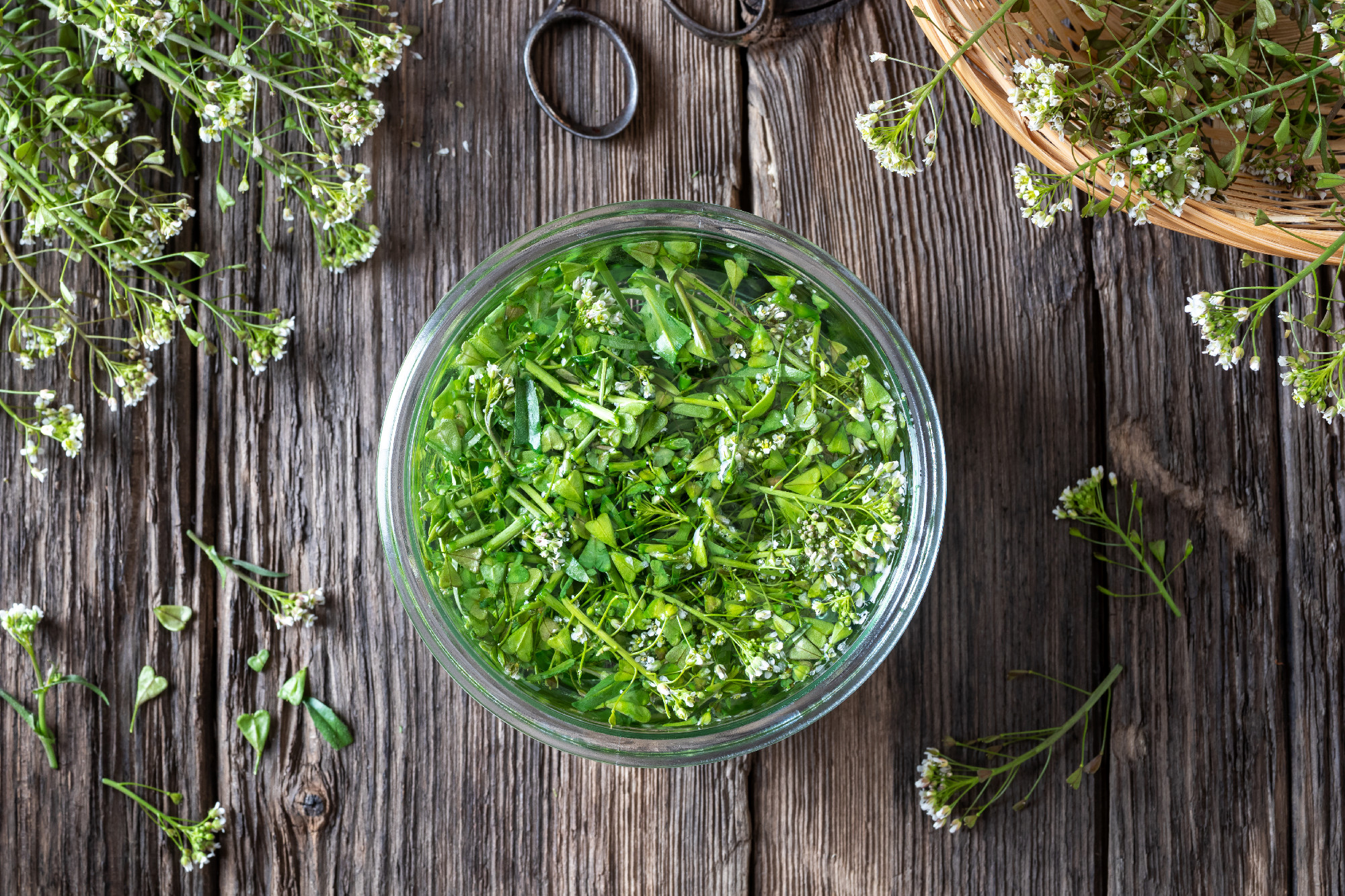 Preparation of herbal tincture from shepherd's purse