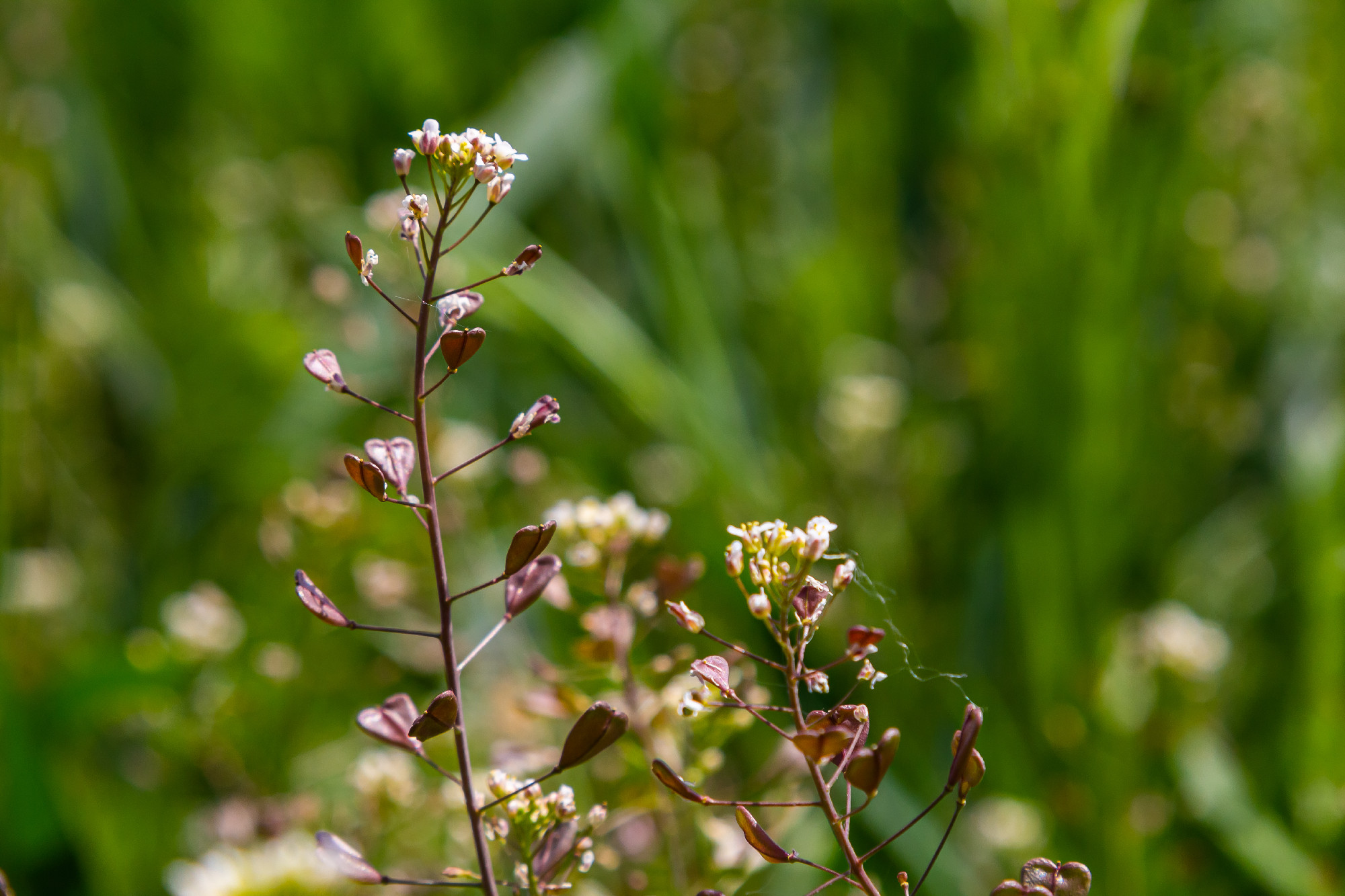 In nature, the field grow Capsella bursa-pastoris