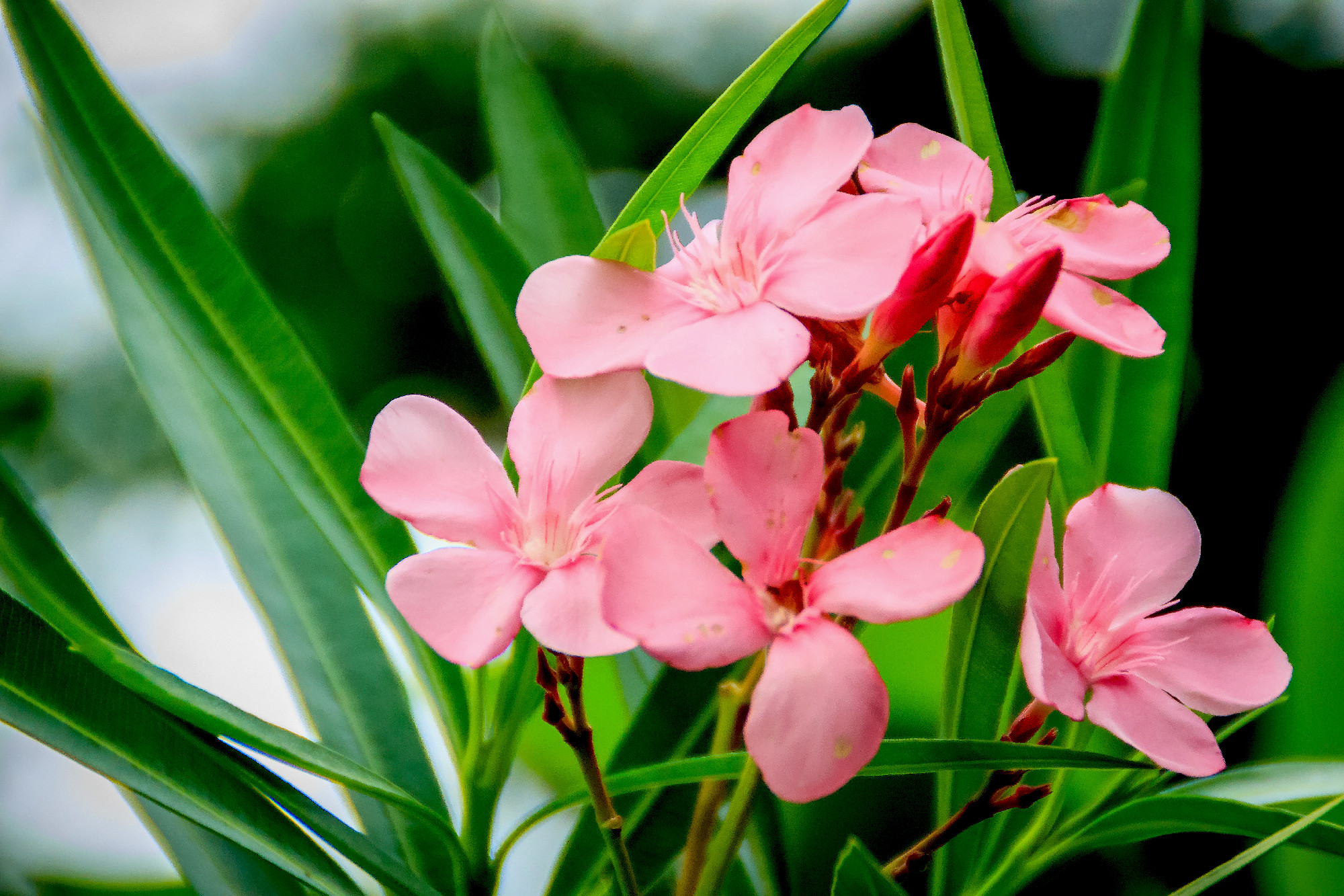 Pink Nerium oleander flowers with green leaves background. Neriu