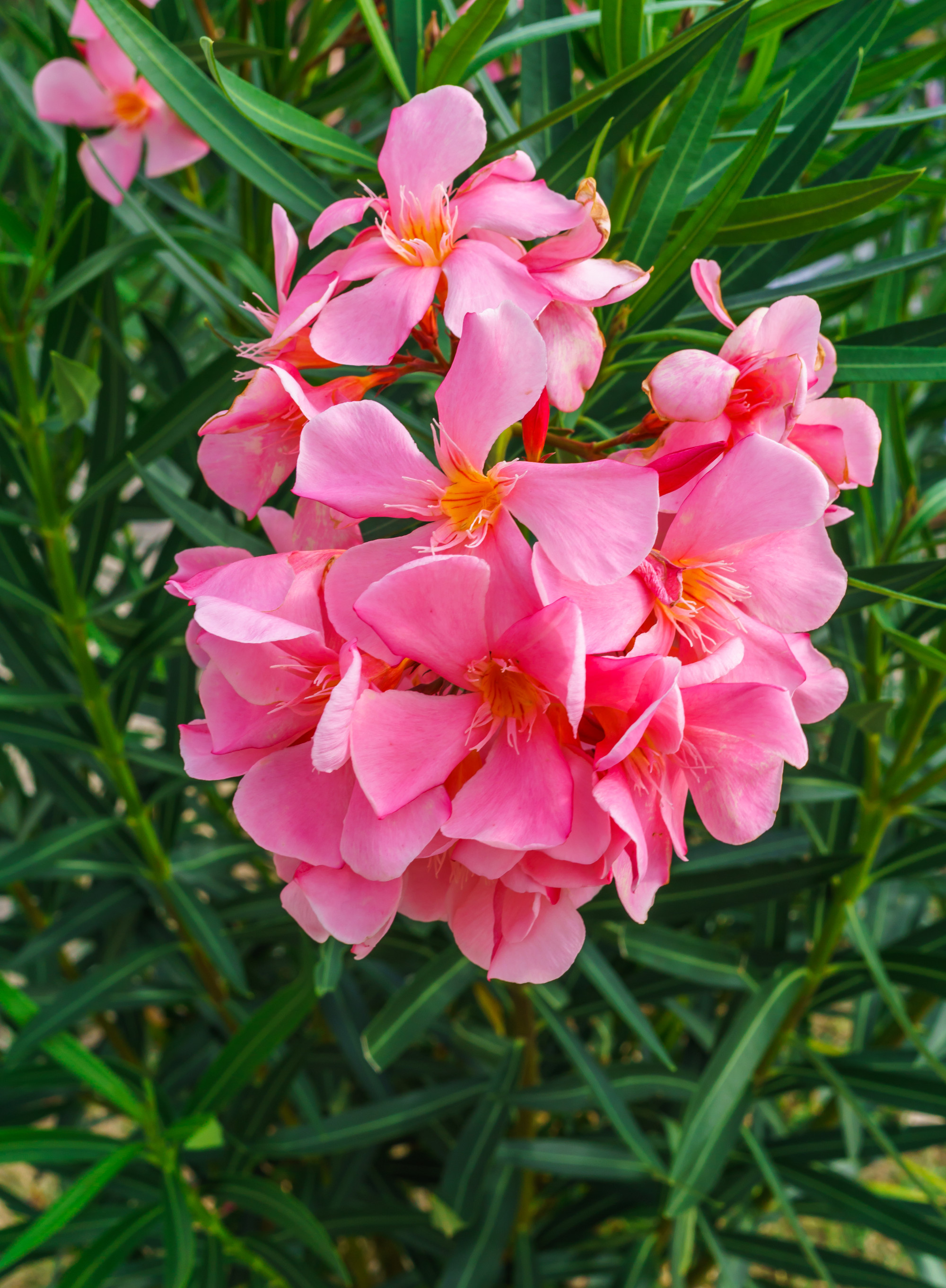 Pink oleander flowers with green leaves in the park