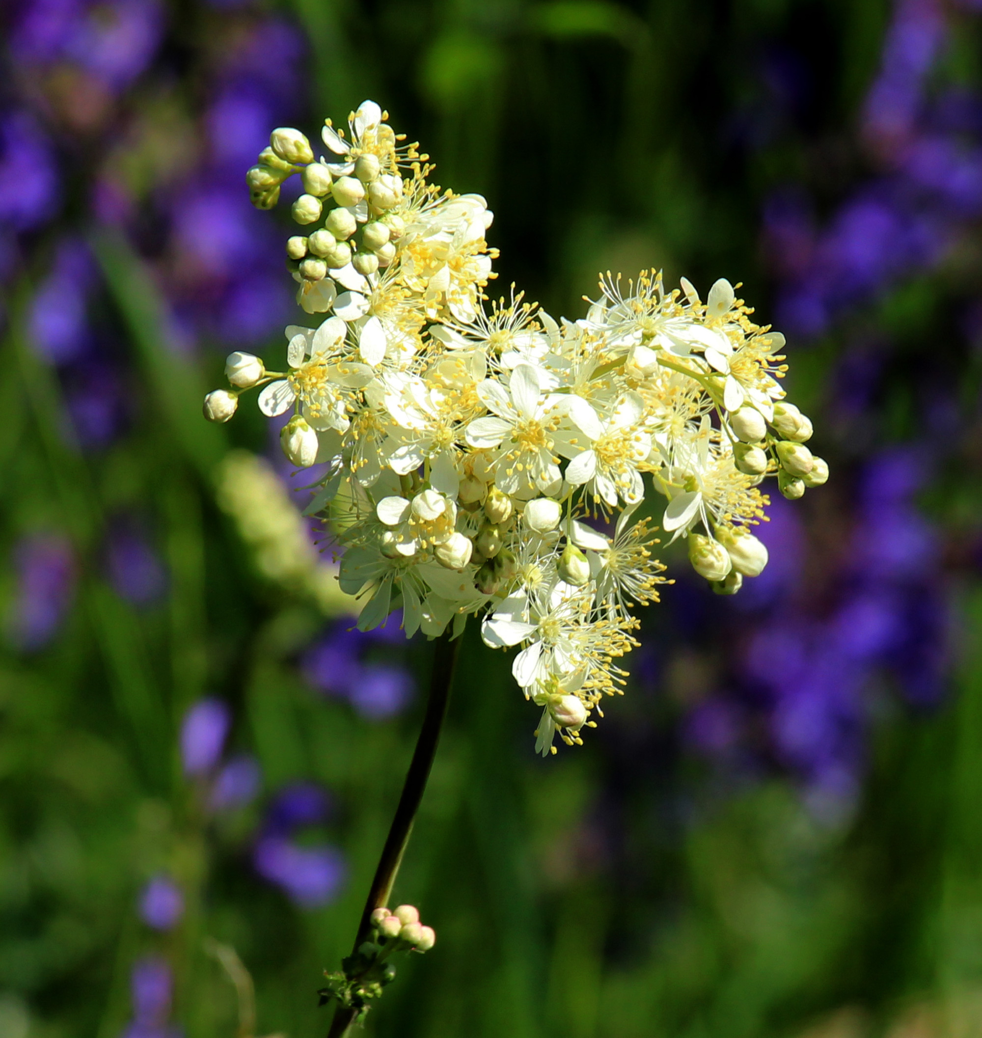 Filipendula blooms in the meadow in the wild