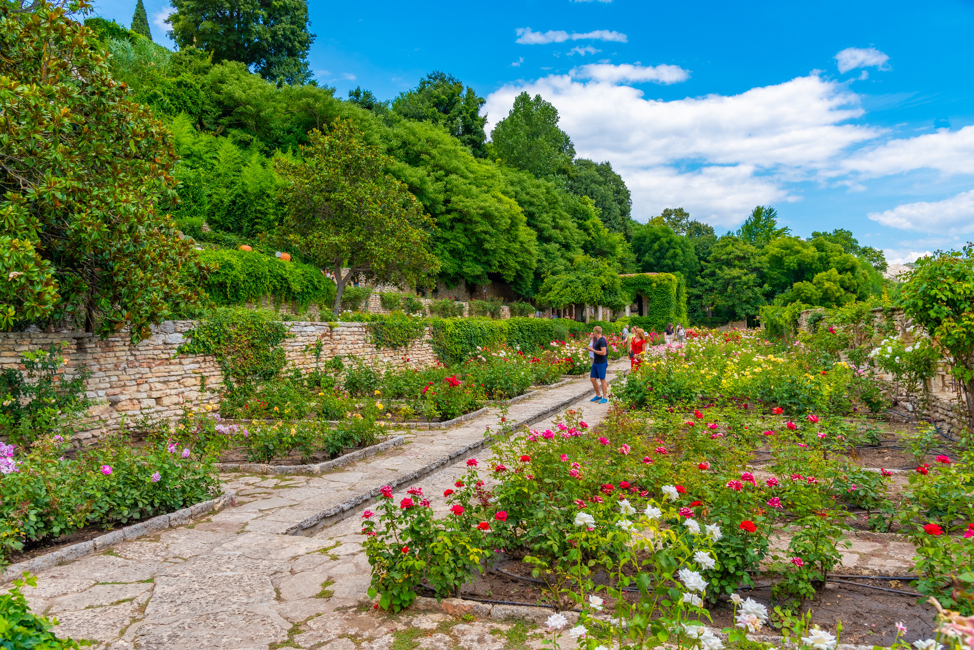 Rose garden at botanical garden of Balchik palace in Bulgaria