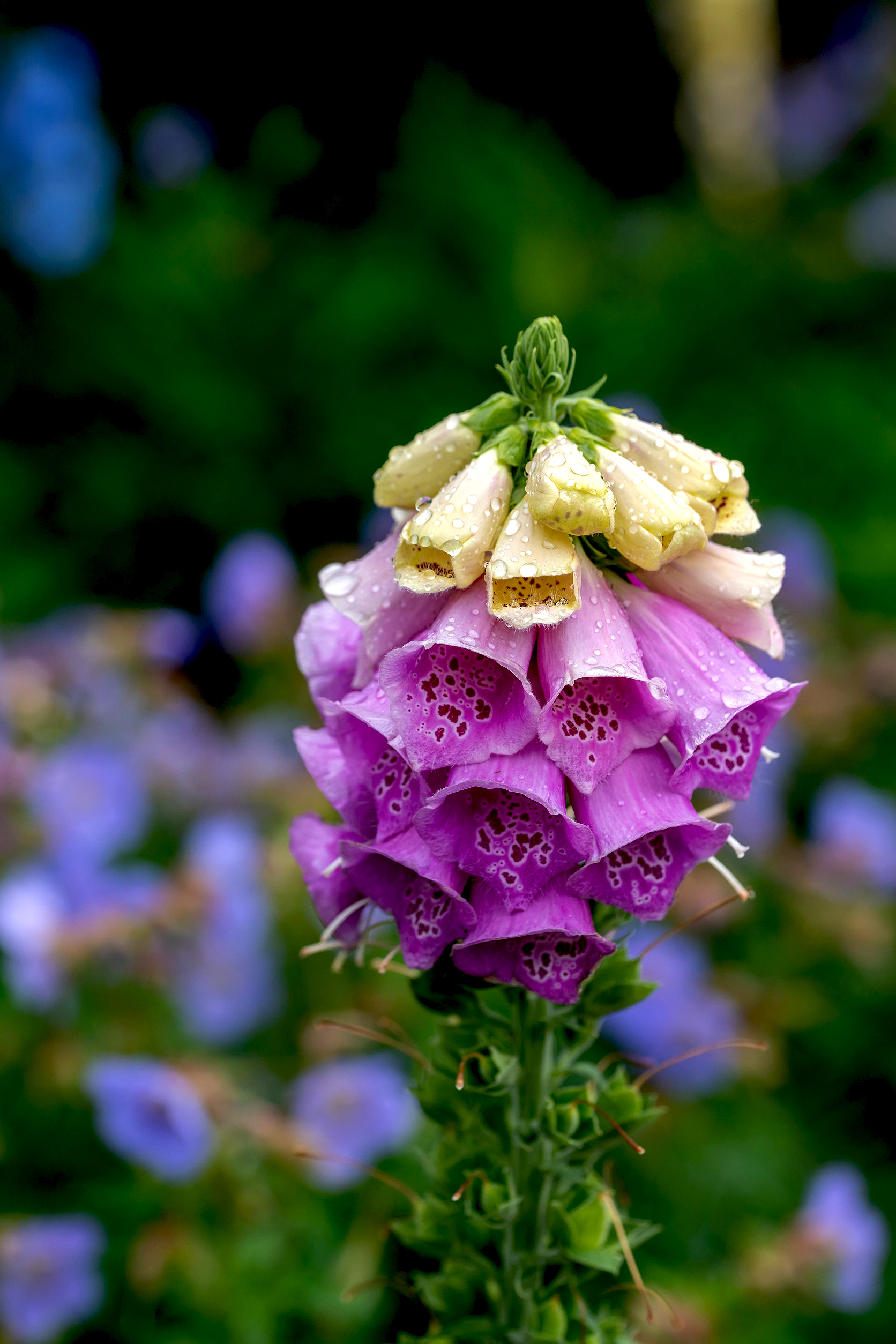 Foxglove (Digitalis purpurea) flower in bloom in the garden. Not