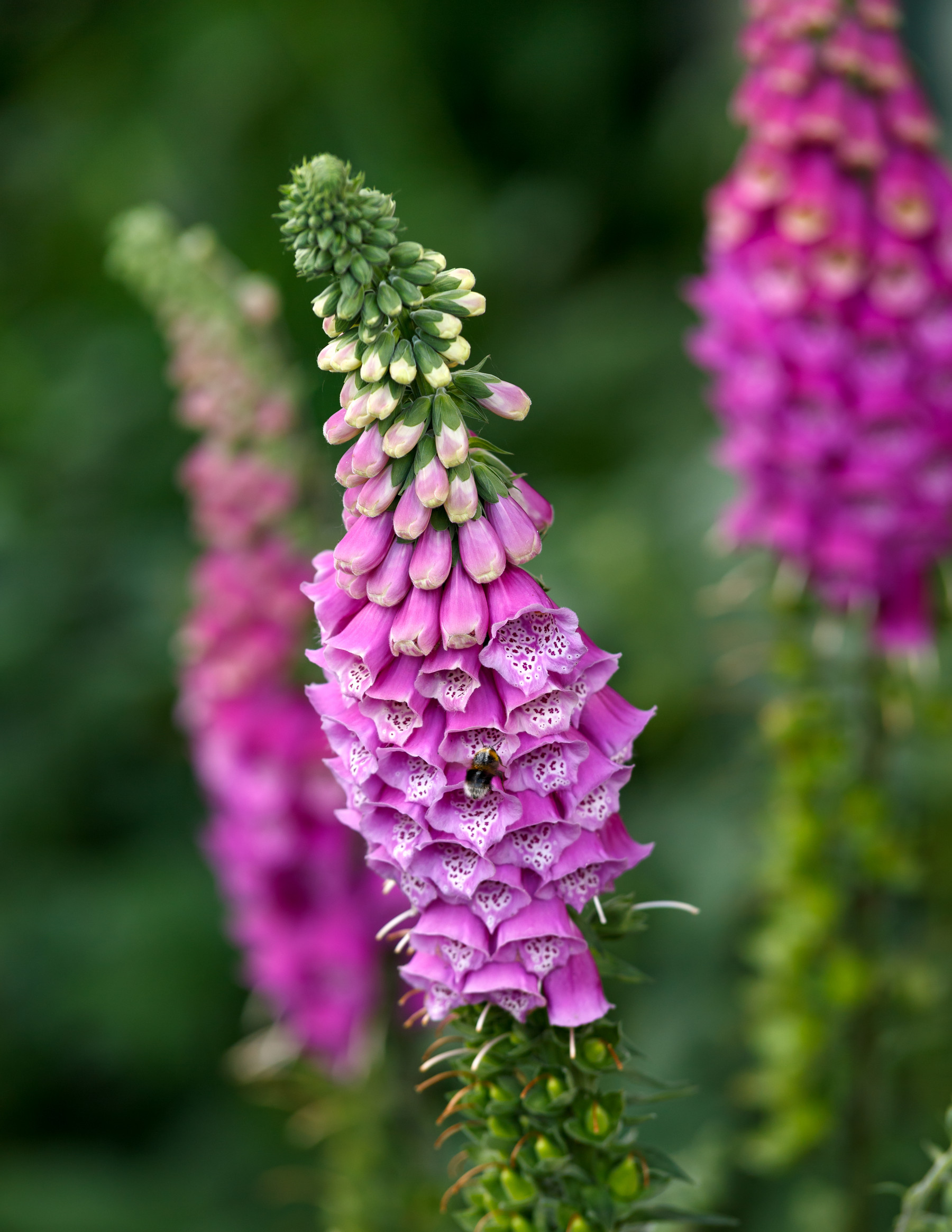 Pink purple common foxglove Digitalis purpurea fairy fingers in summer cottage garden