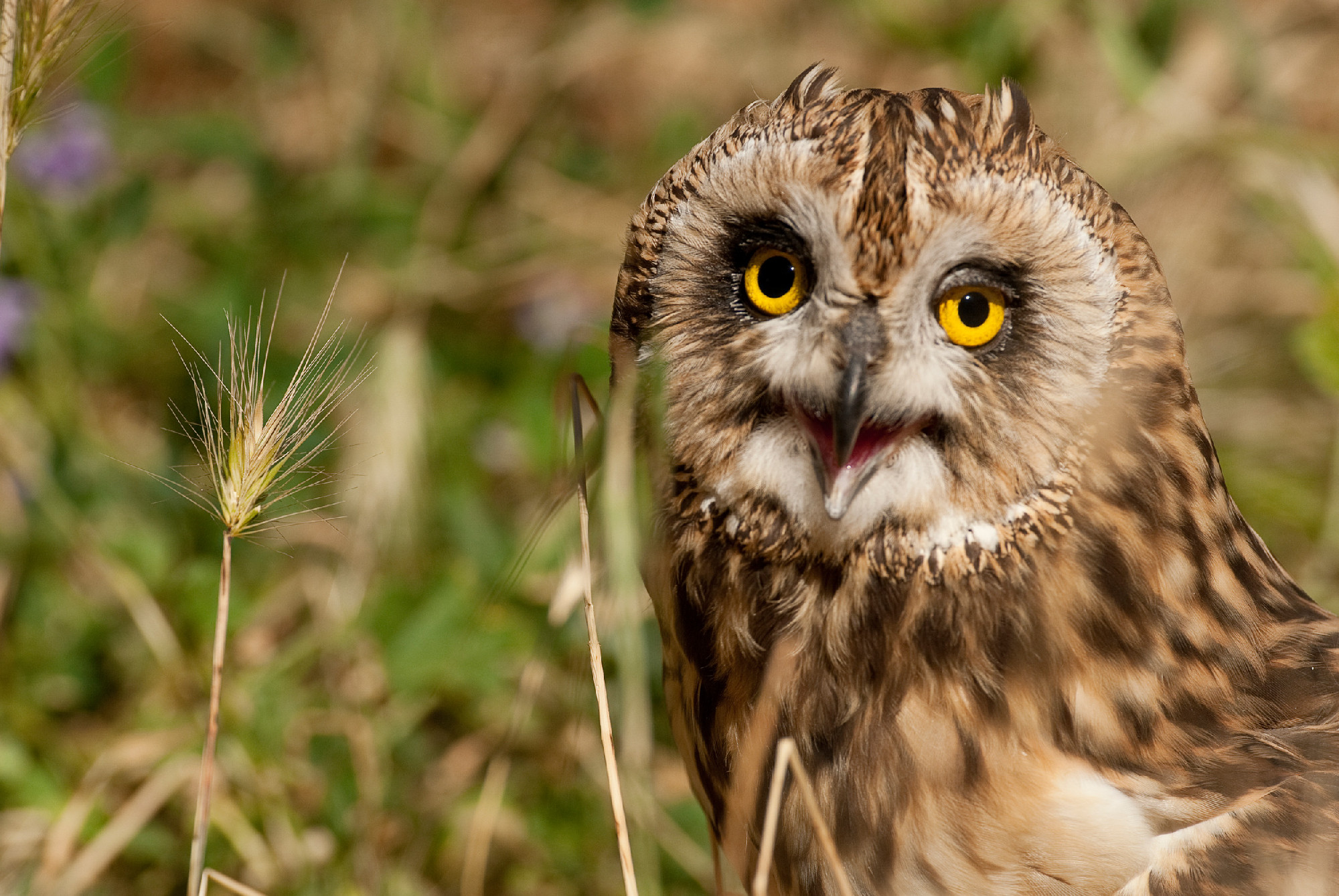 Short eared owl, Asio flammeus, country owl, portrait of eyes an