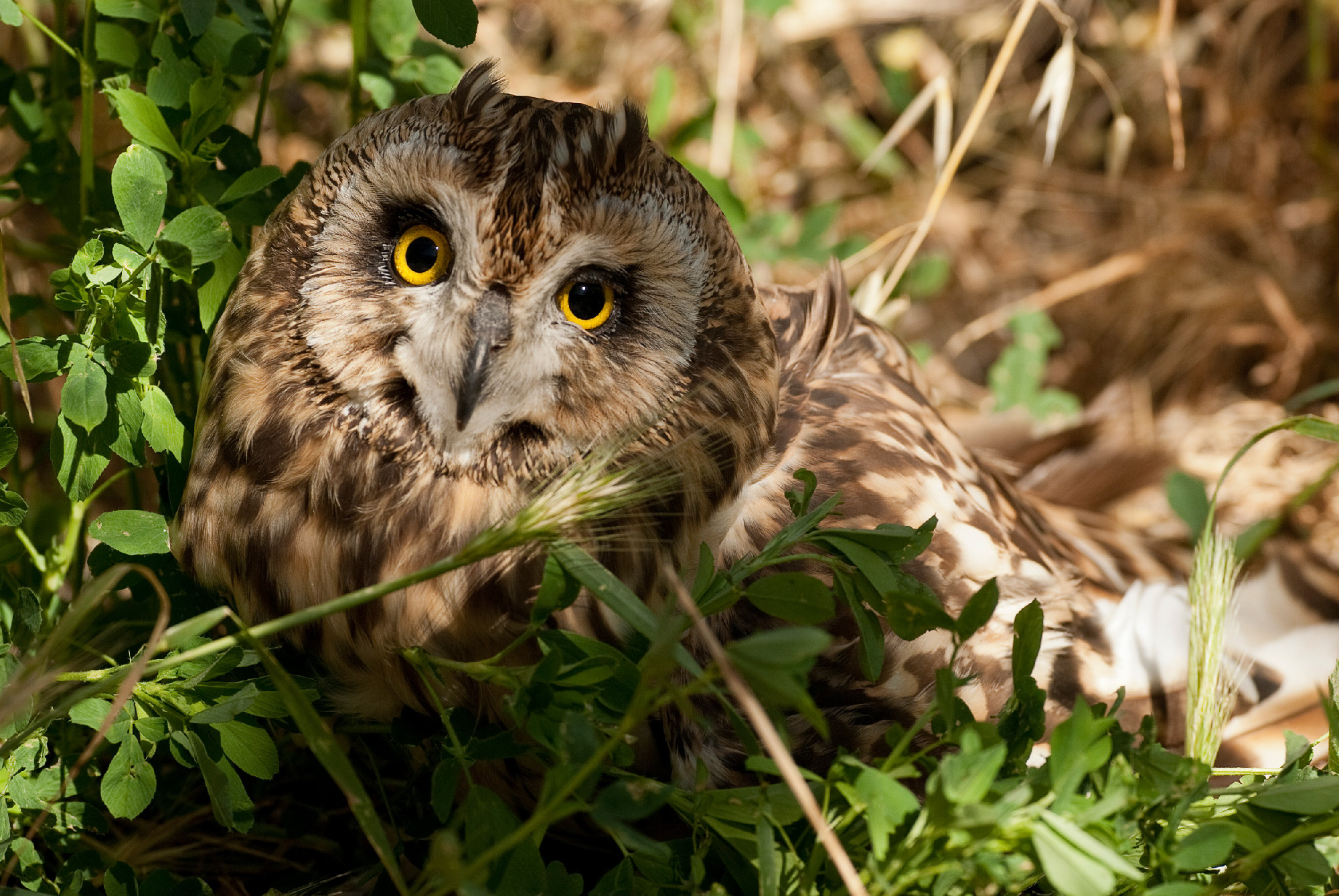 Short eared owl, Asio flammeus, country owl, portrait of eyes an