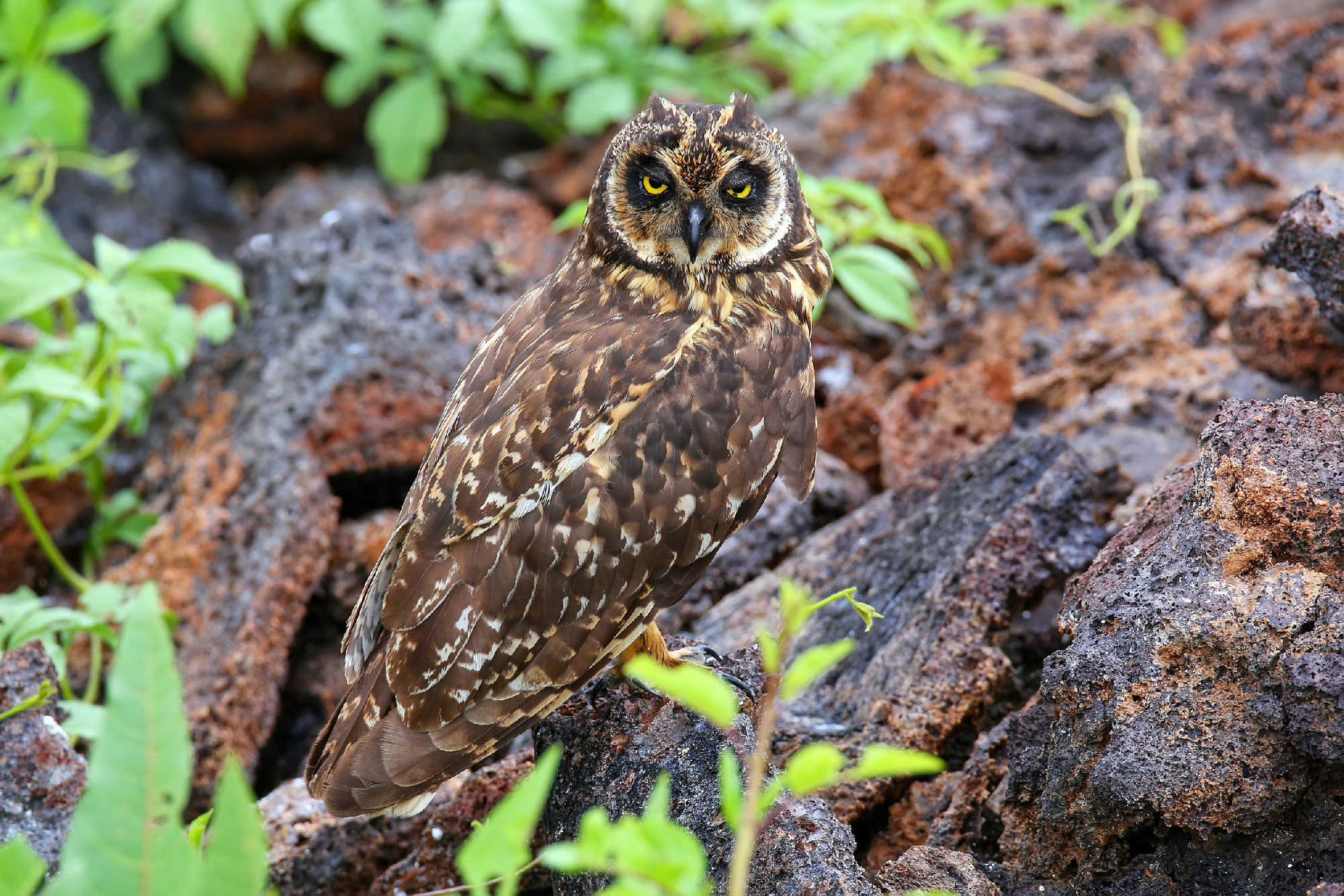 Short-eared Owl on Genovesa Island, Galapagos National Park, Ecu