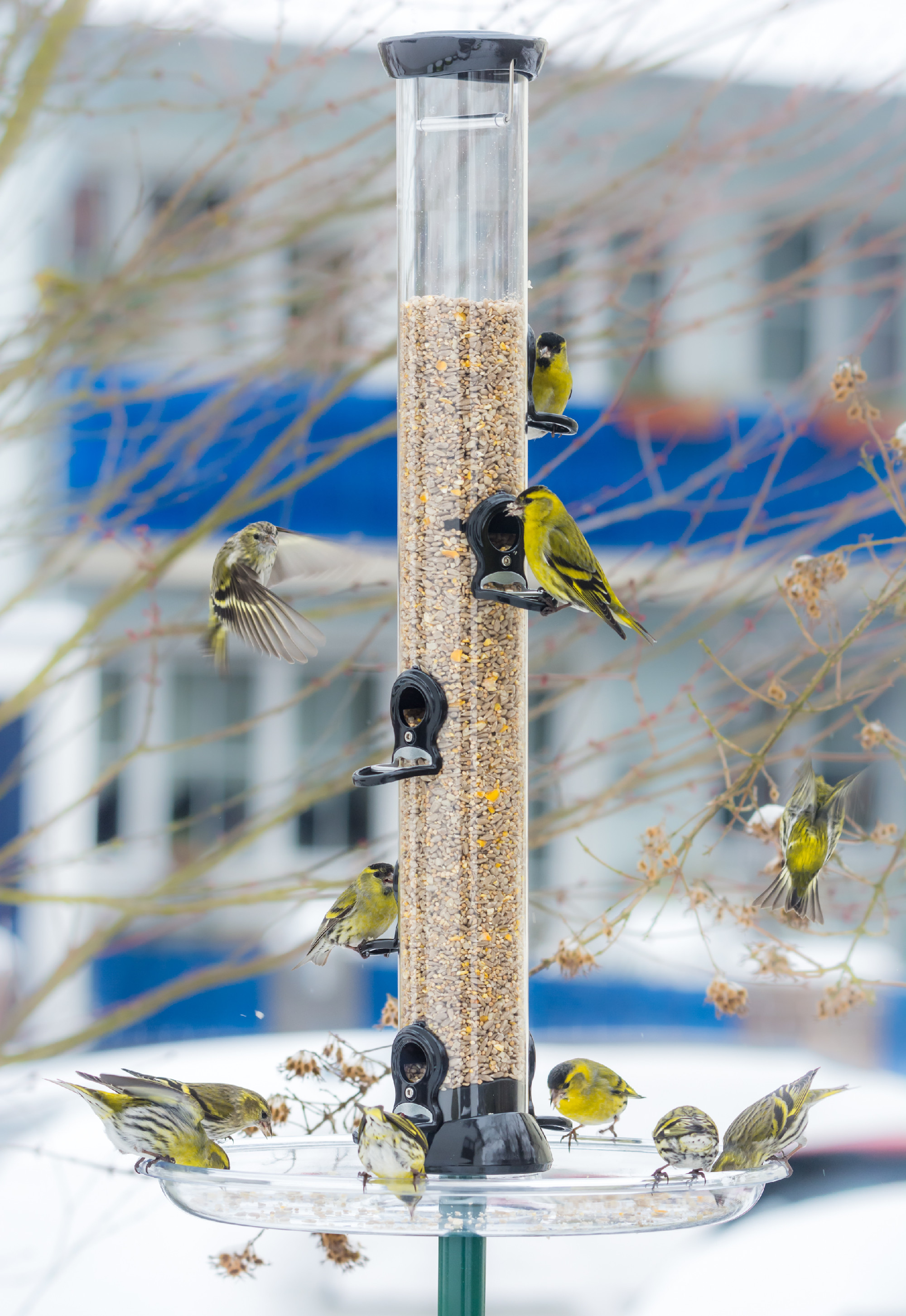 Swarm of eurasian siskin birds on a bird feeder