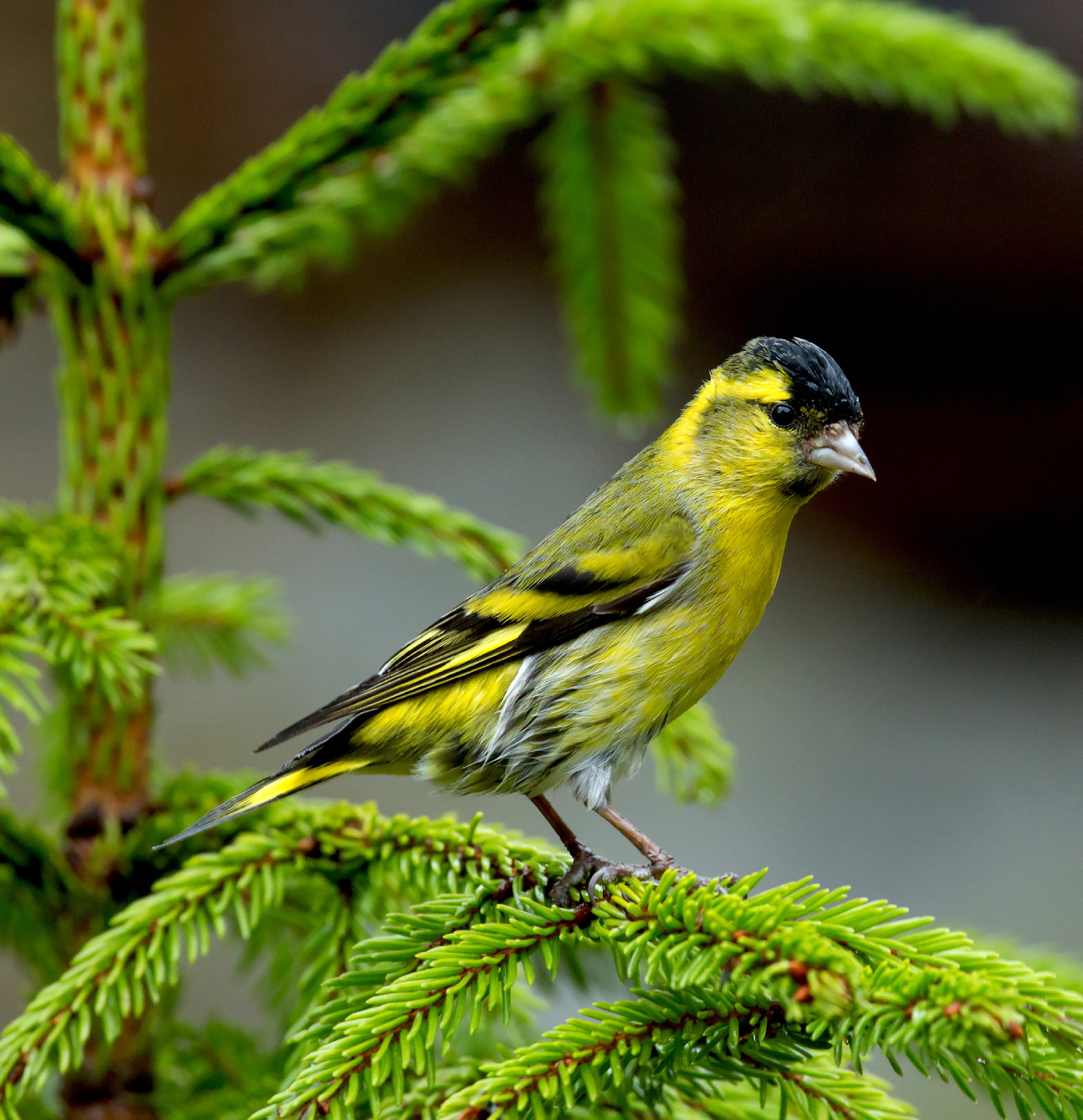 A small finch named Siskin