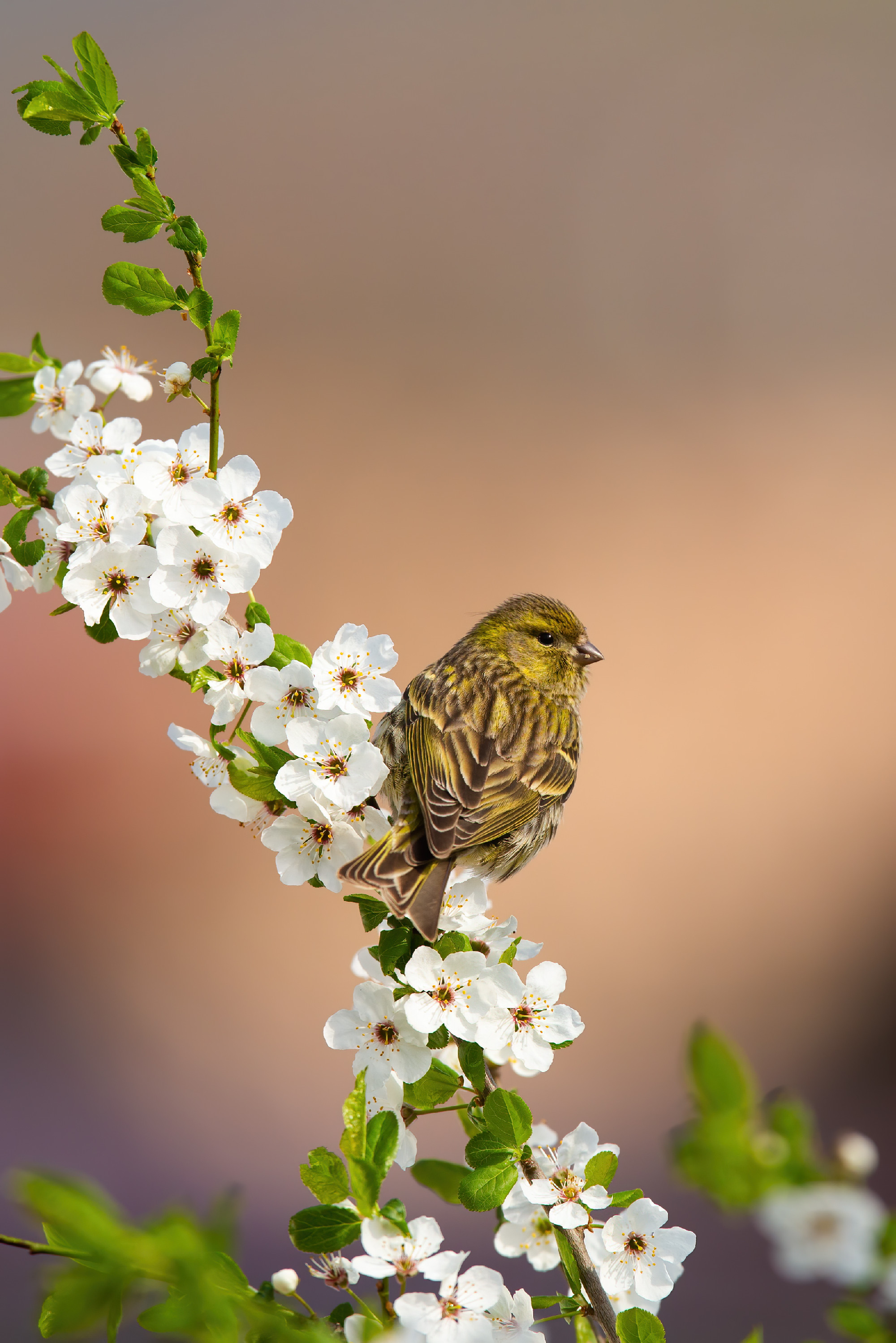 Female eurasian siskin sitting on a blooming twig of tree in orchard