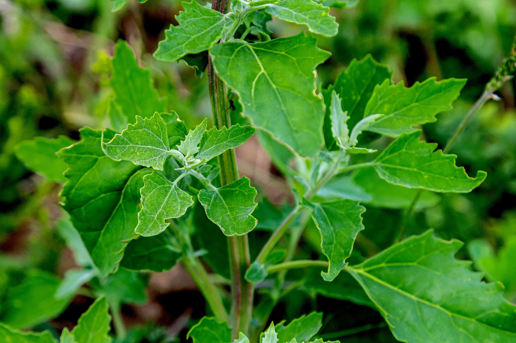 Chenopodium album, edible plant, common names include lamb's qua