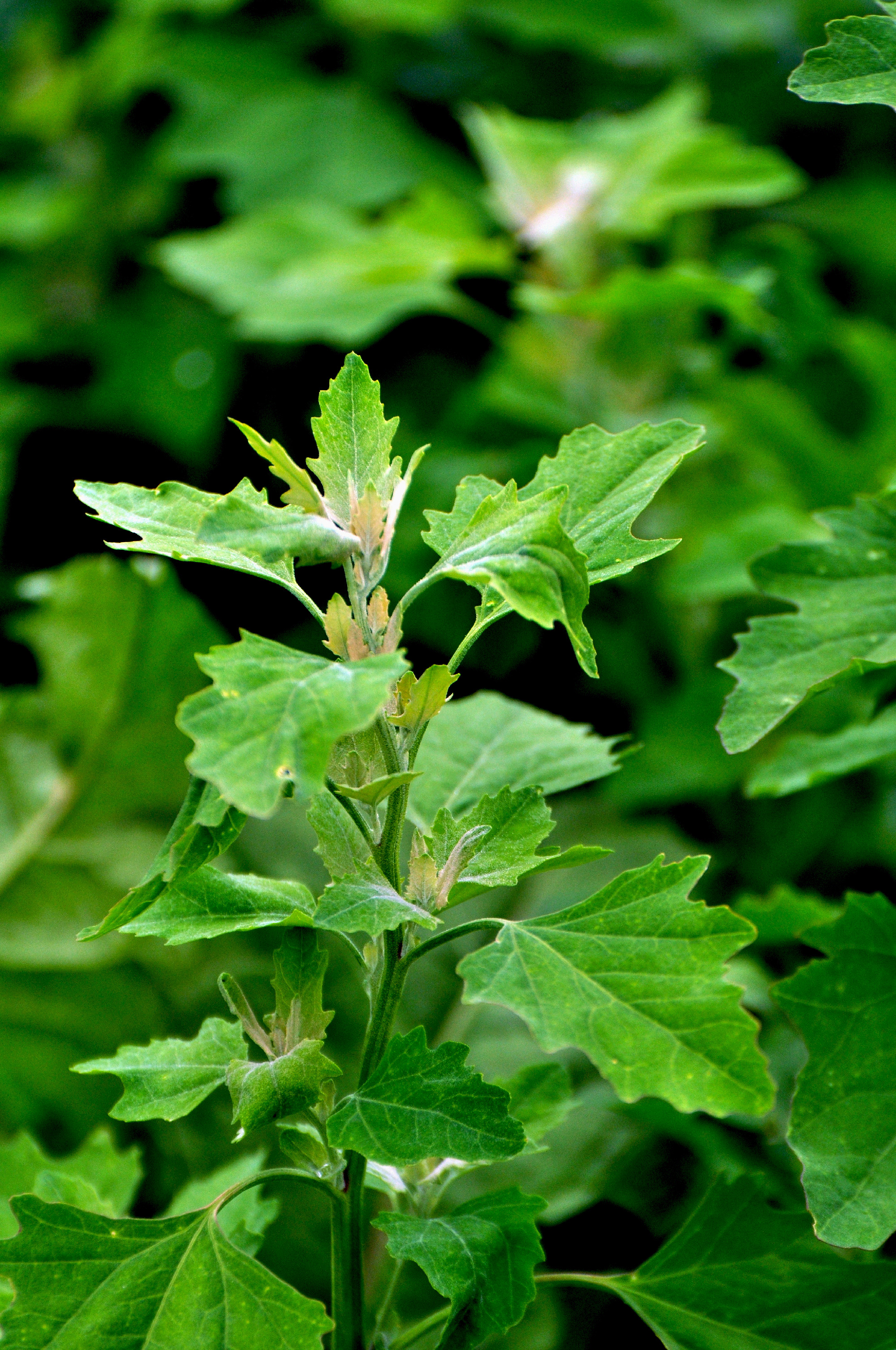 In nature, the grows orach (Chenopodium album)