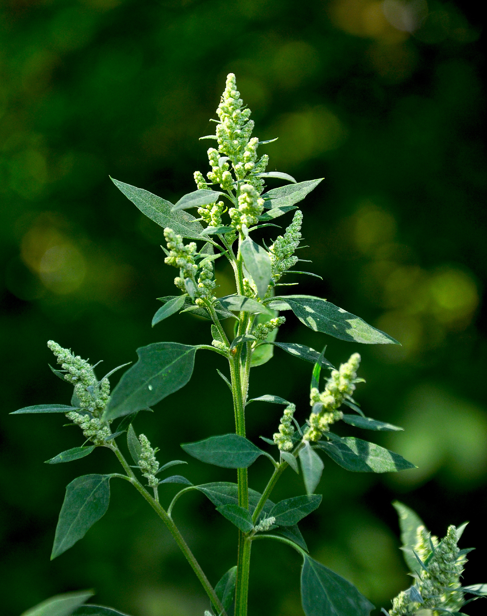 In nature, the grows quinoa (Chenopodium)