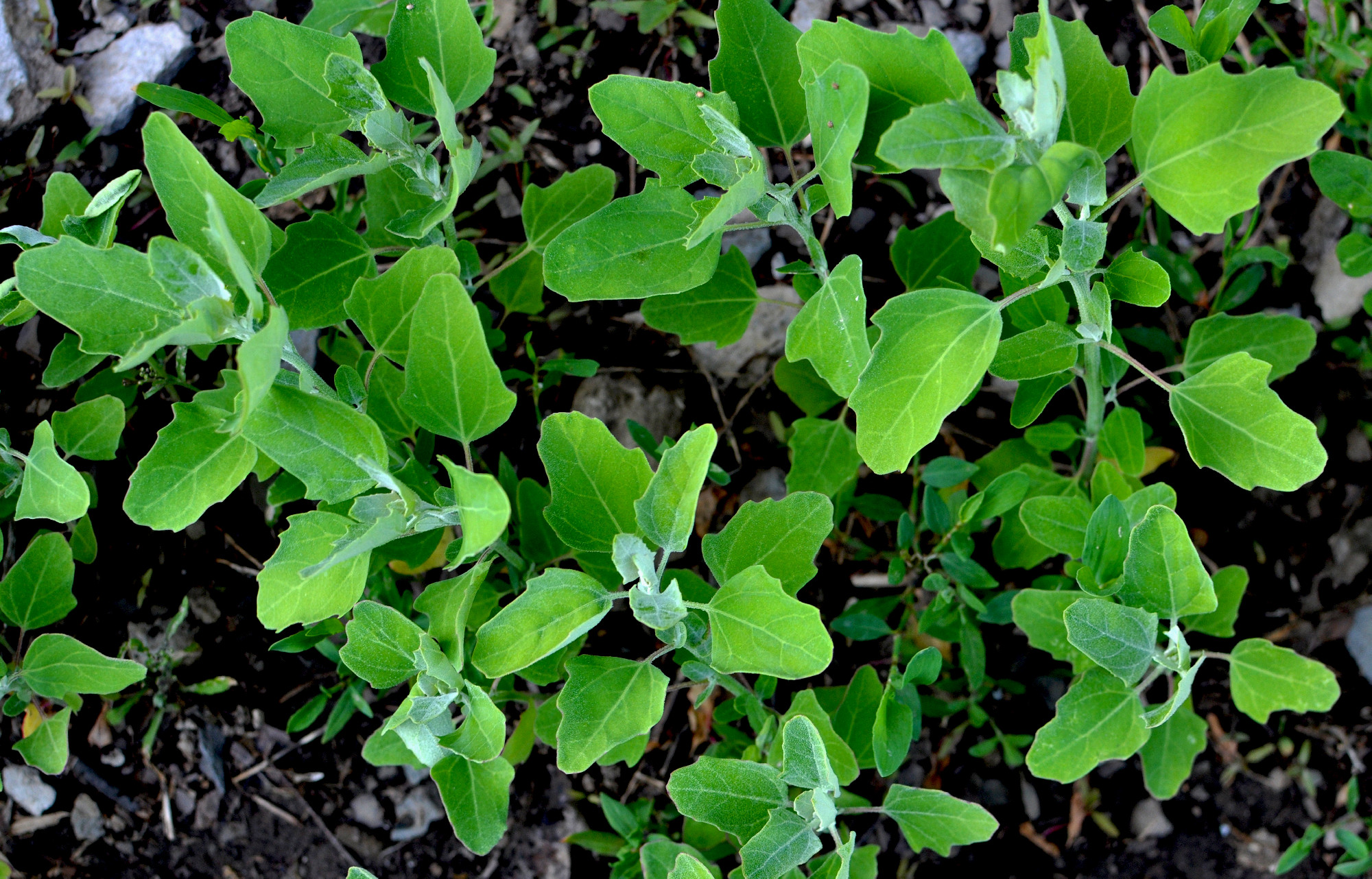 In nature, the grows quinoa (Chenopodium)