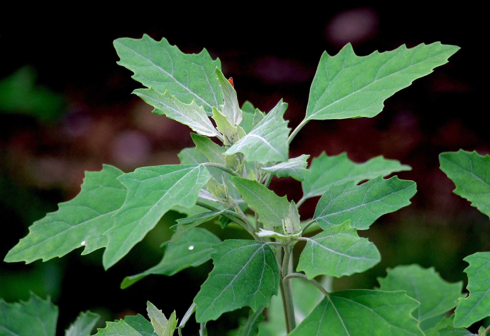 White goosefoot (Chenopodium album) grows in nature