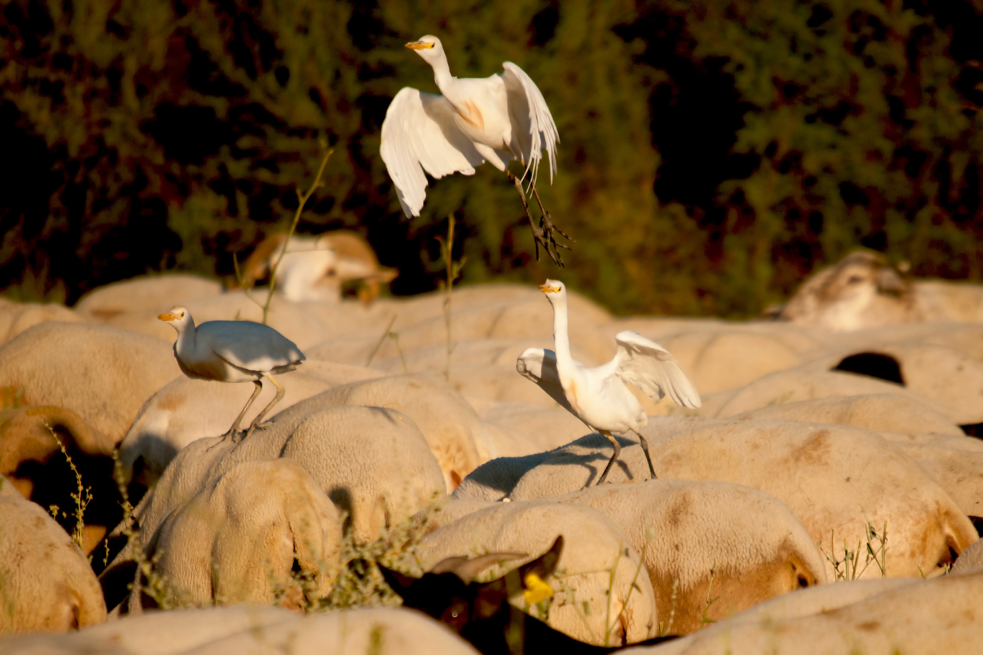 Wild birds in the middle of their natural world and in freedom.