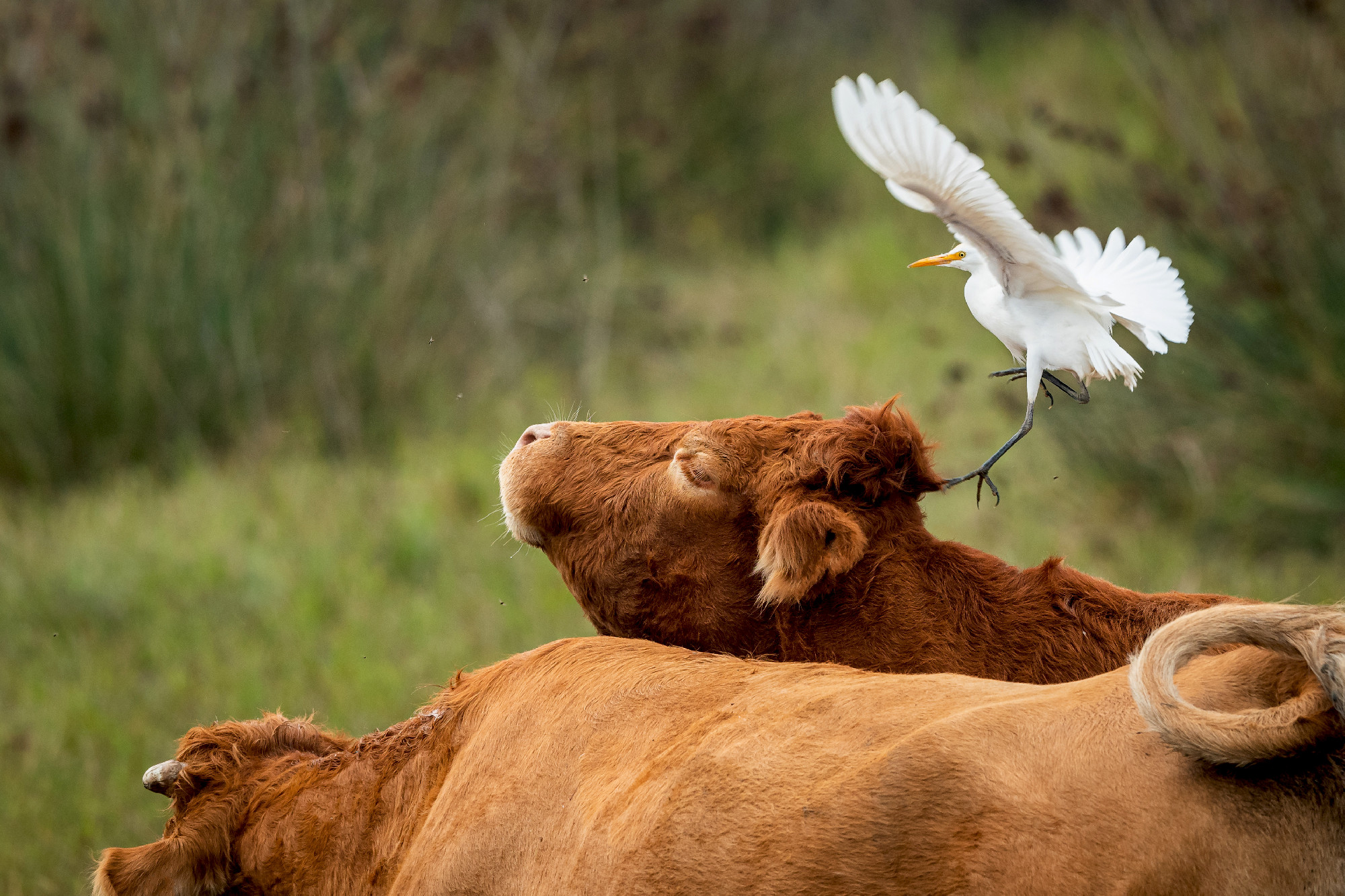 A Western Cattle Egret landing on a brown cow