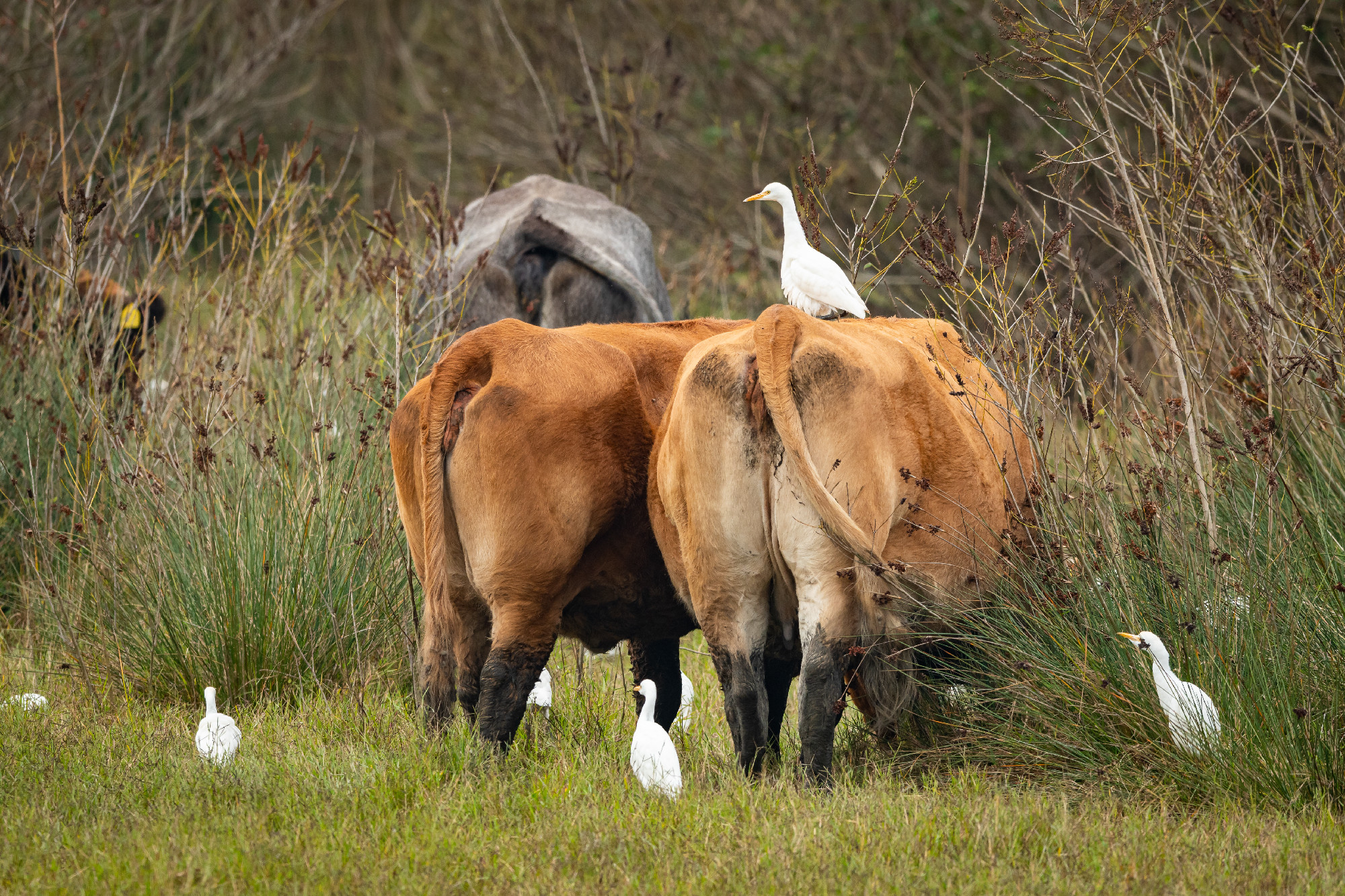 A Western Cattle Egret standing on a brown cow