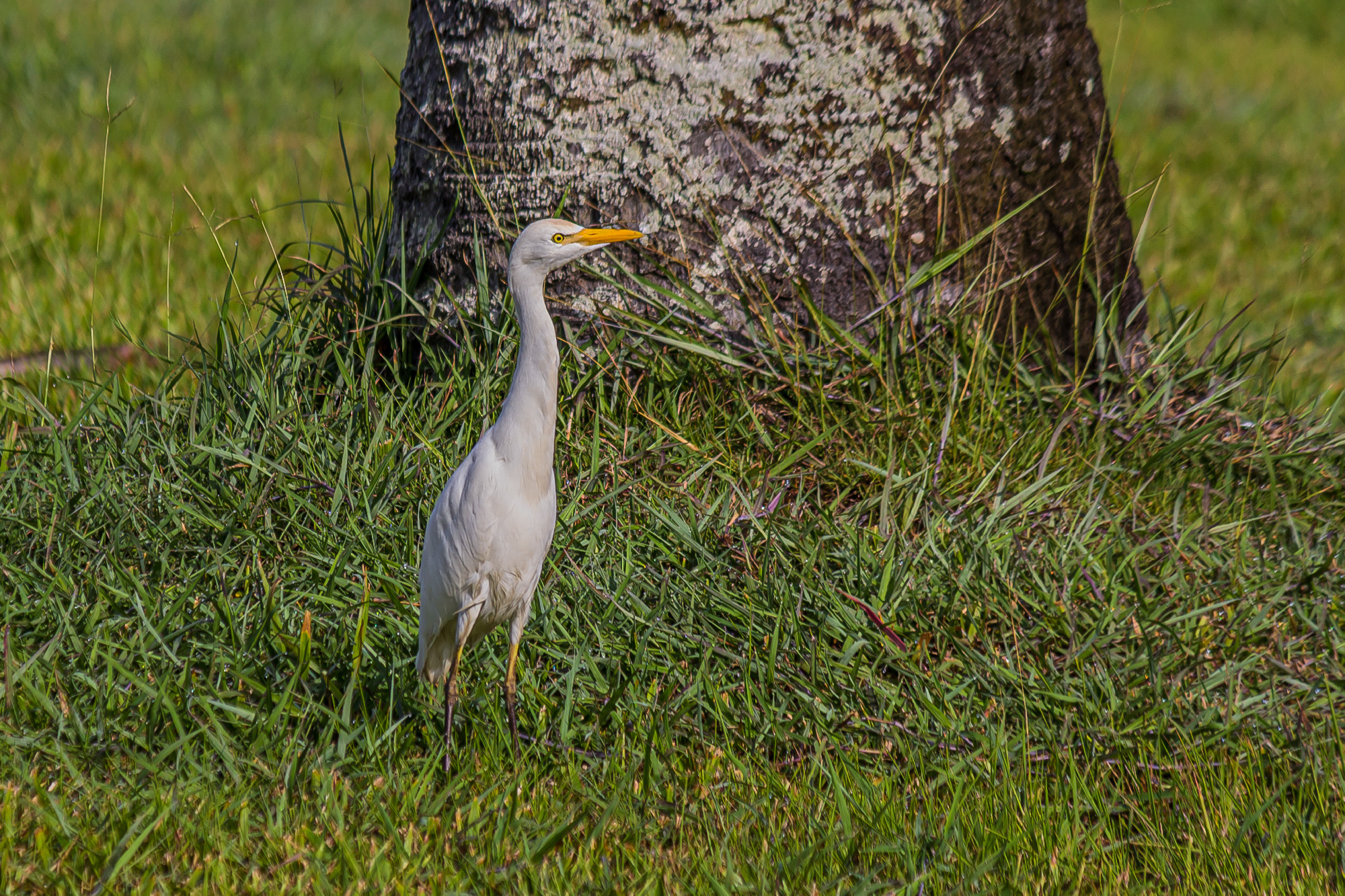 The western cattle egret (white egyptian heron, Bubulcus ibis) i