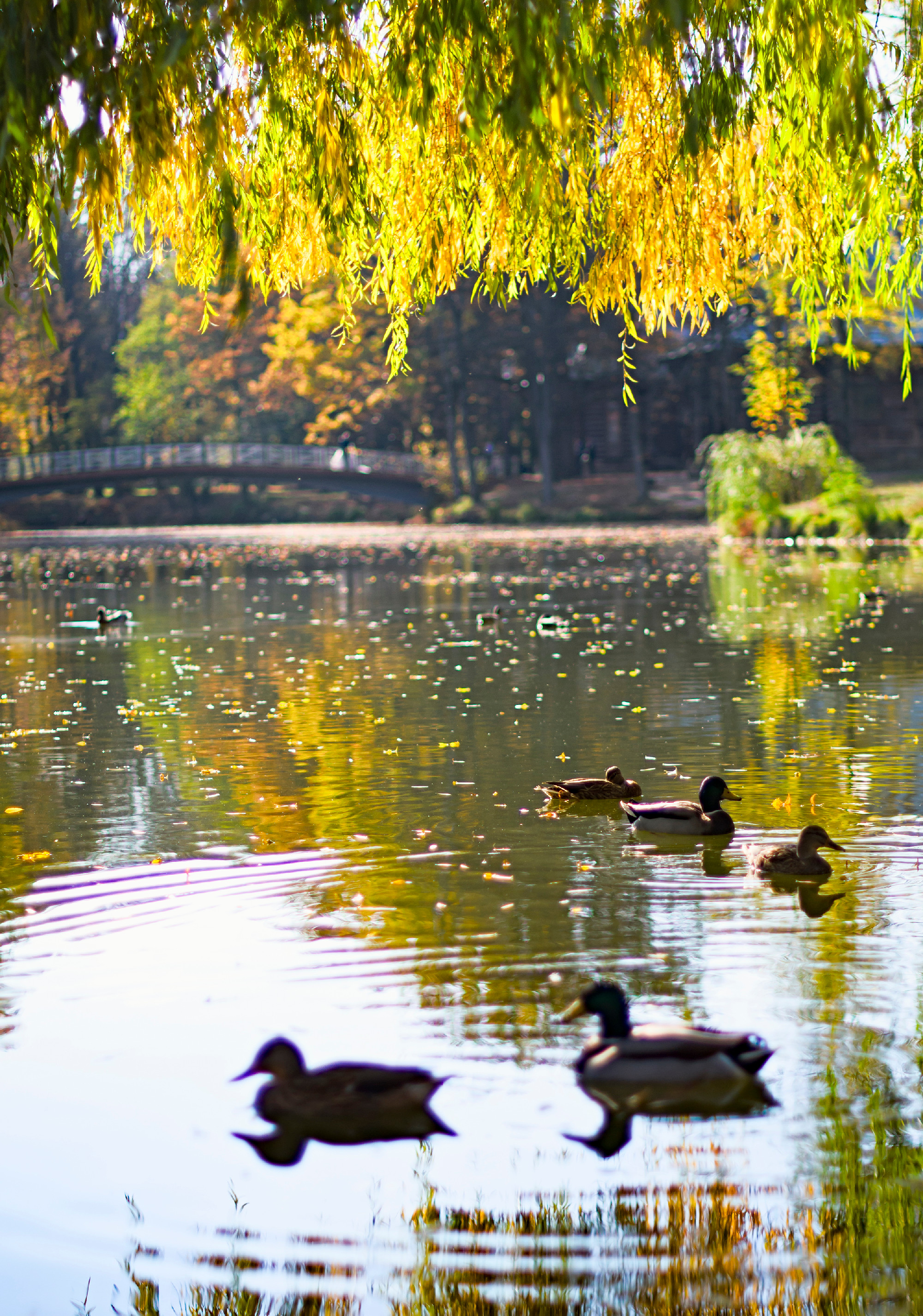 wild ducks