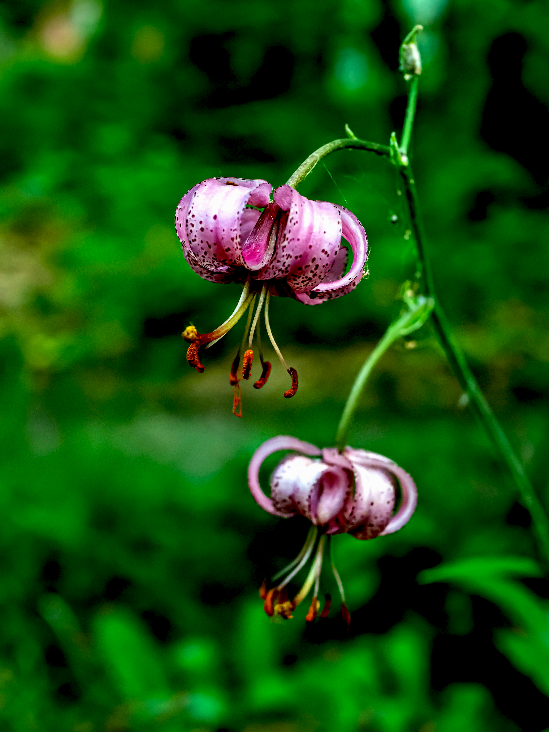 beautiful purple forest flower with Latin name Lilium martagon,