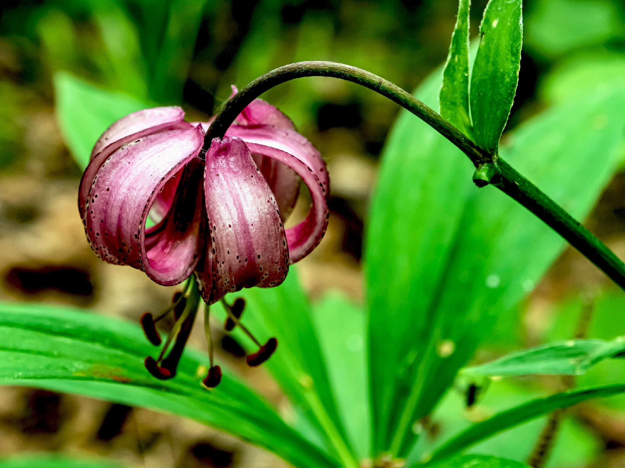 beautiful purple forest flower with Latin name Lilium martagon,