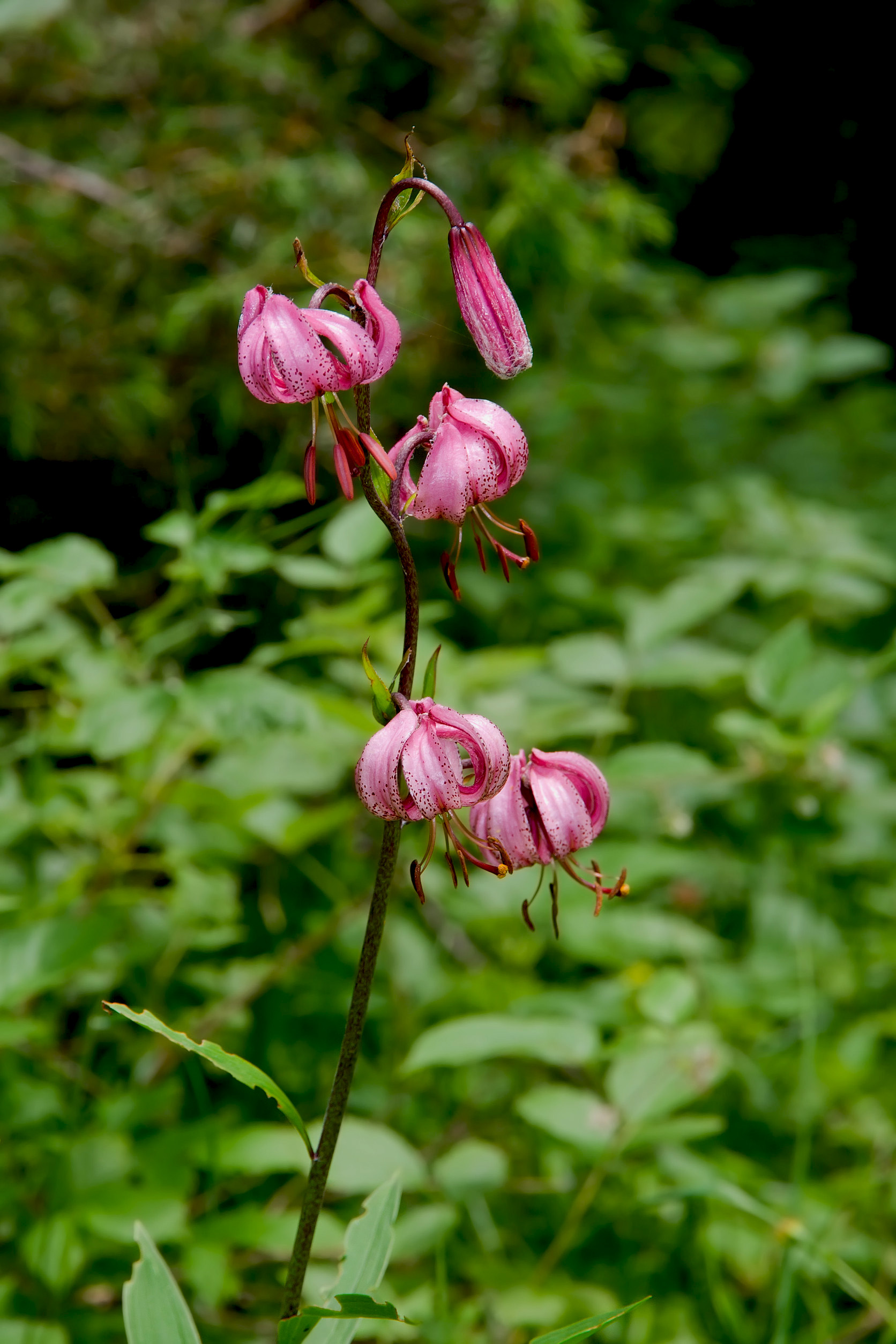 martagon lily or Turk's cap lily, pink purple lilium
