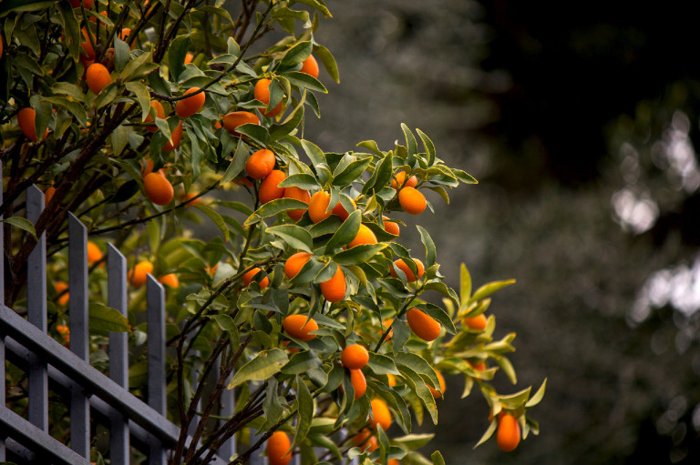 Mediterrán fajok, amelyek egyre jobban érzik magukat idehaza