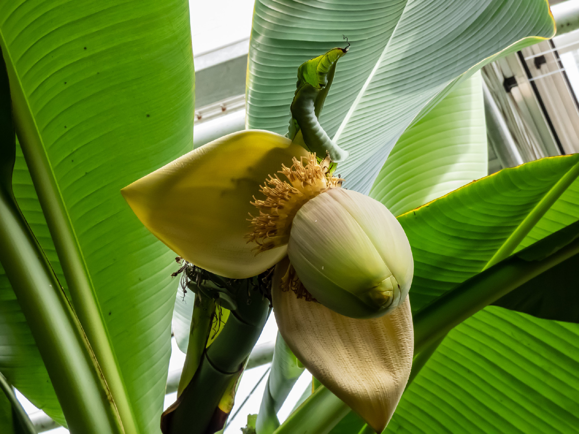 Japanese banana, fibre banana or hardy banana (Musa basjoo Siebo