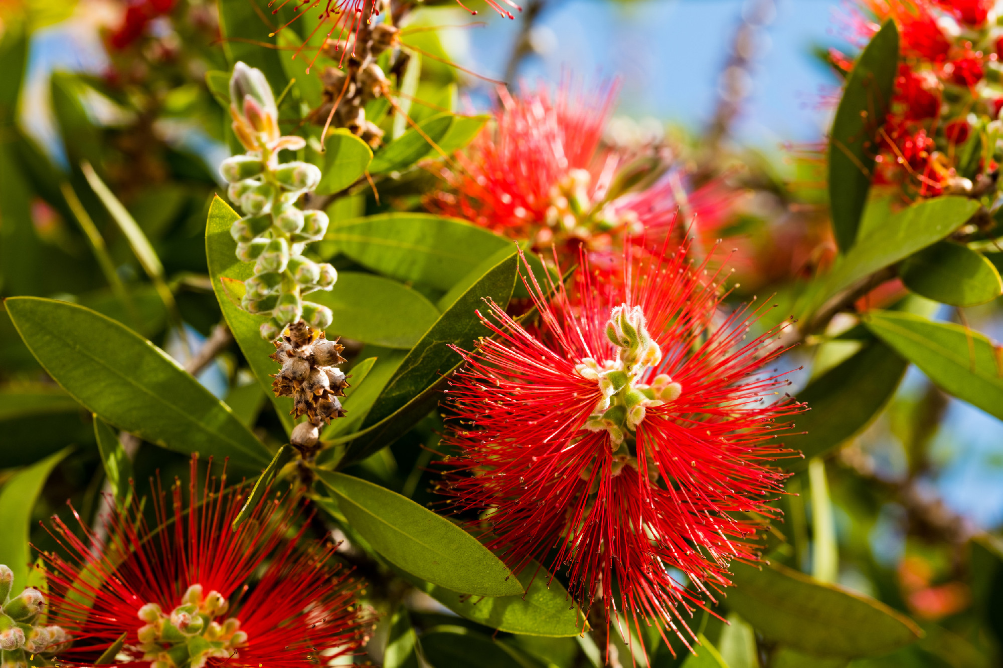 Red bottlebrush flower