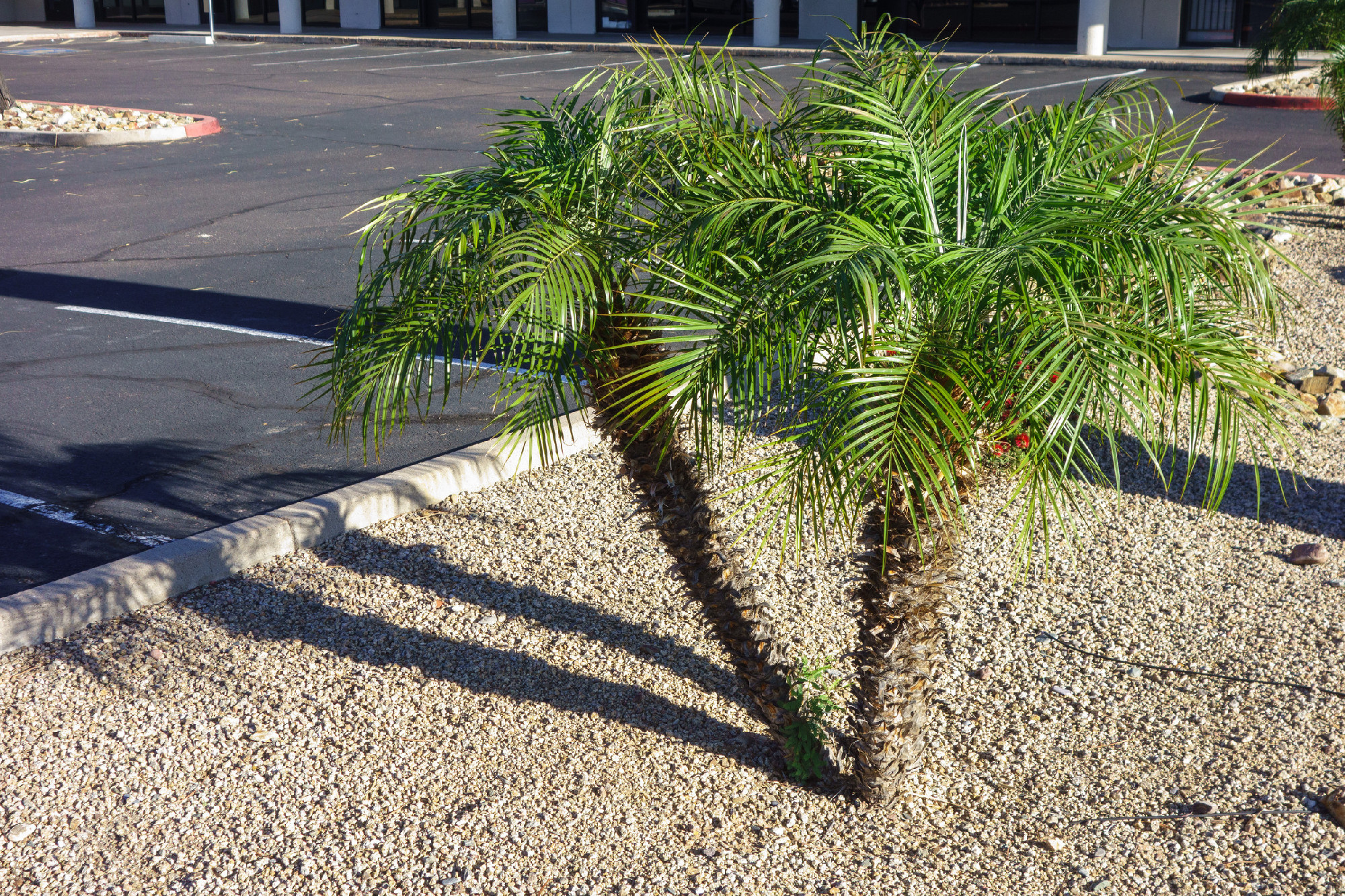 Xeriscaping with Dwarf along Edges of Parking Lot